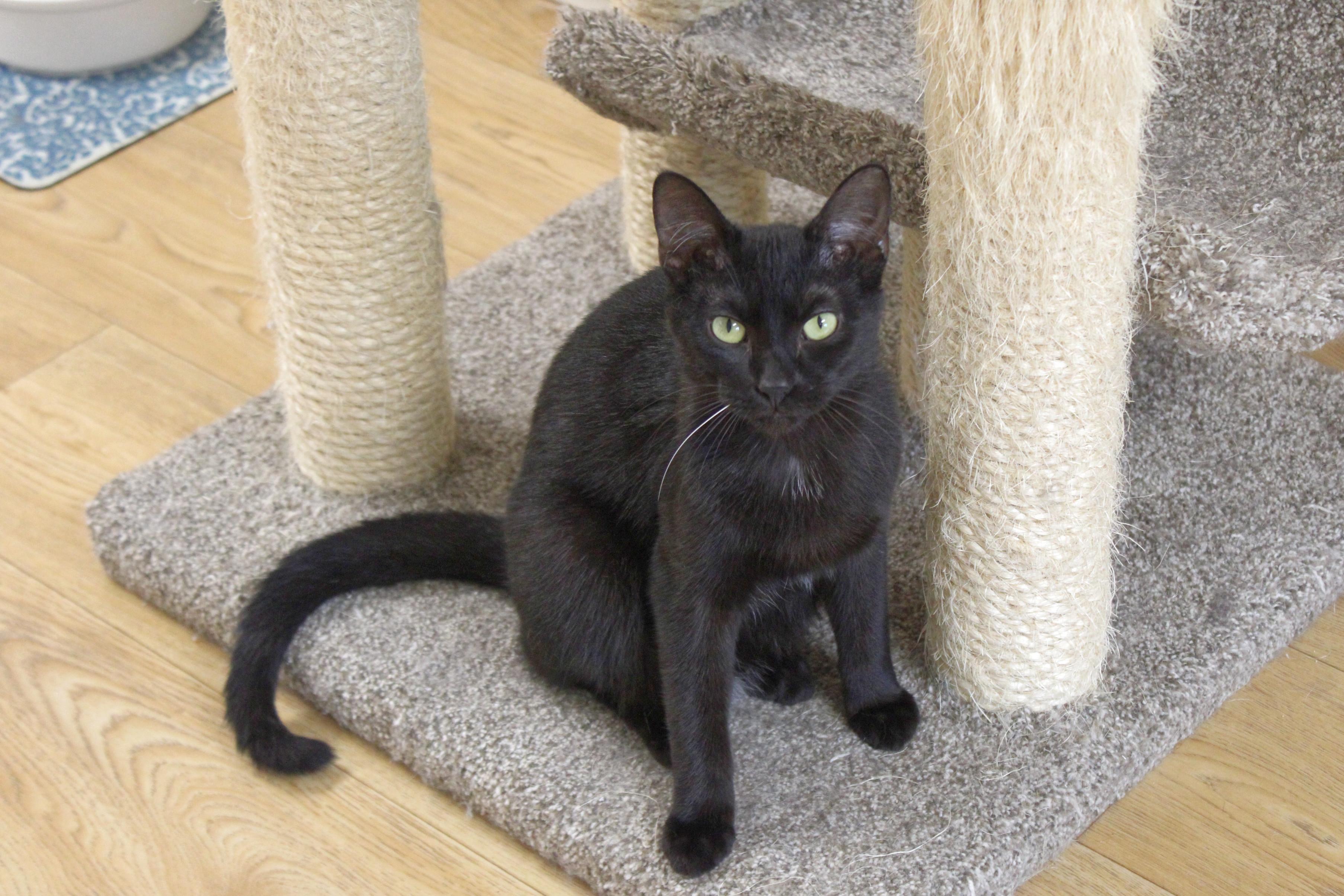 Jet, Adoptable, Adult Male Bombay & Domestic Short Hair.