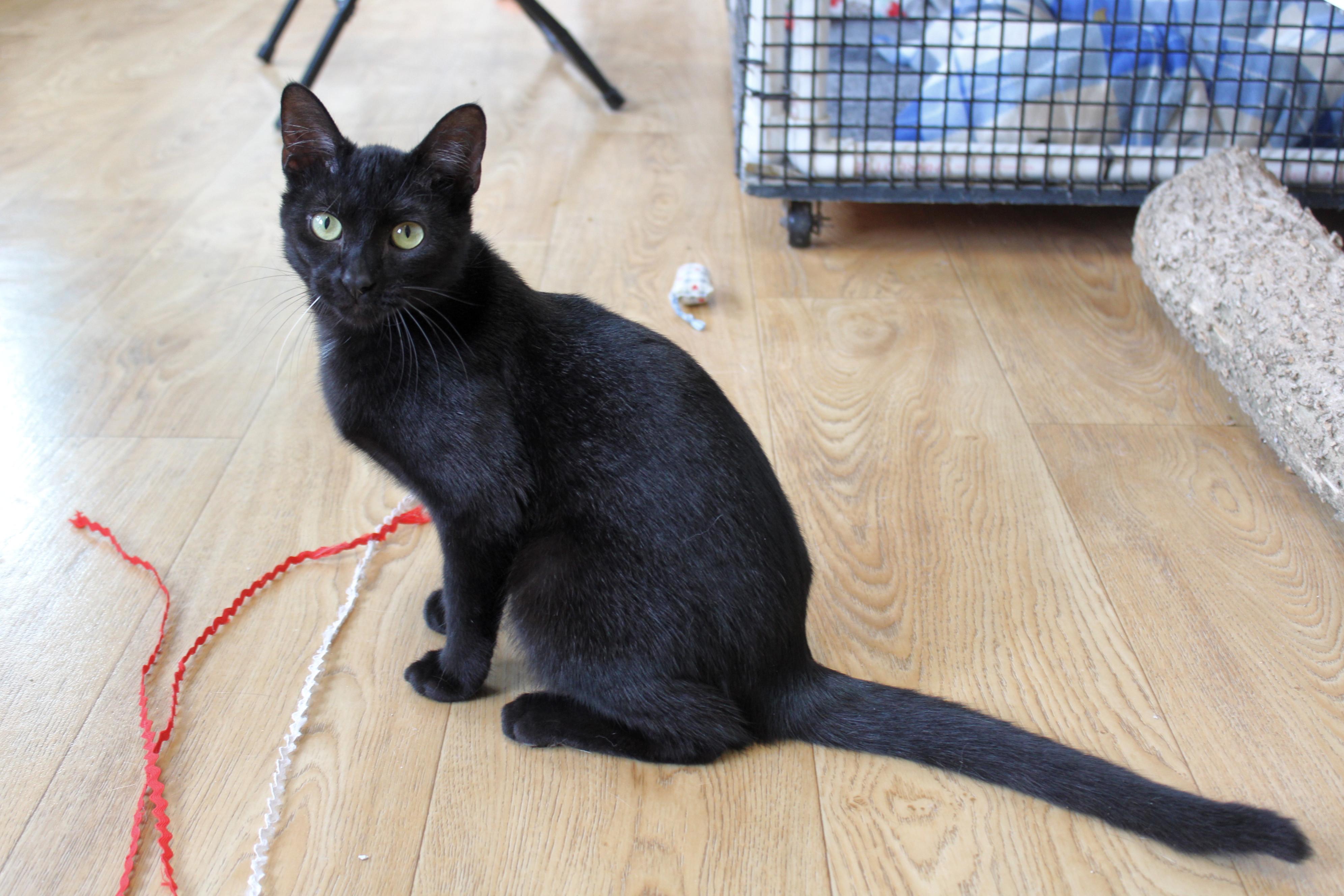 Jet, a Adoptable mixed breed in Urbana, OH image 2/6