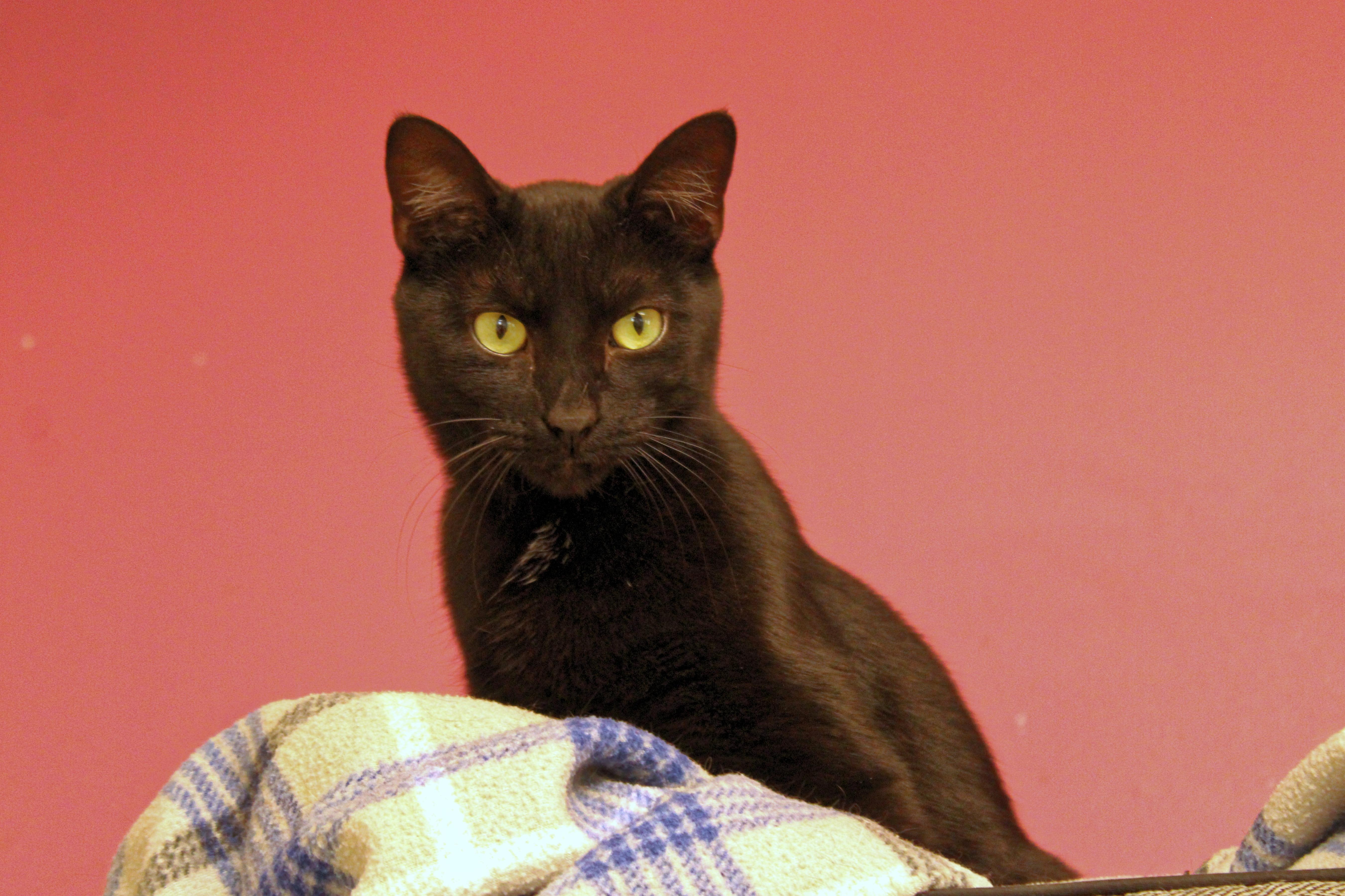 Jet, a Adoptable mixed breed in Urbana, OH image 3/6