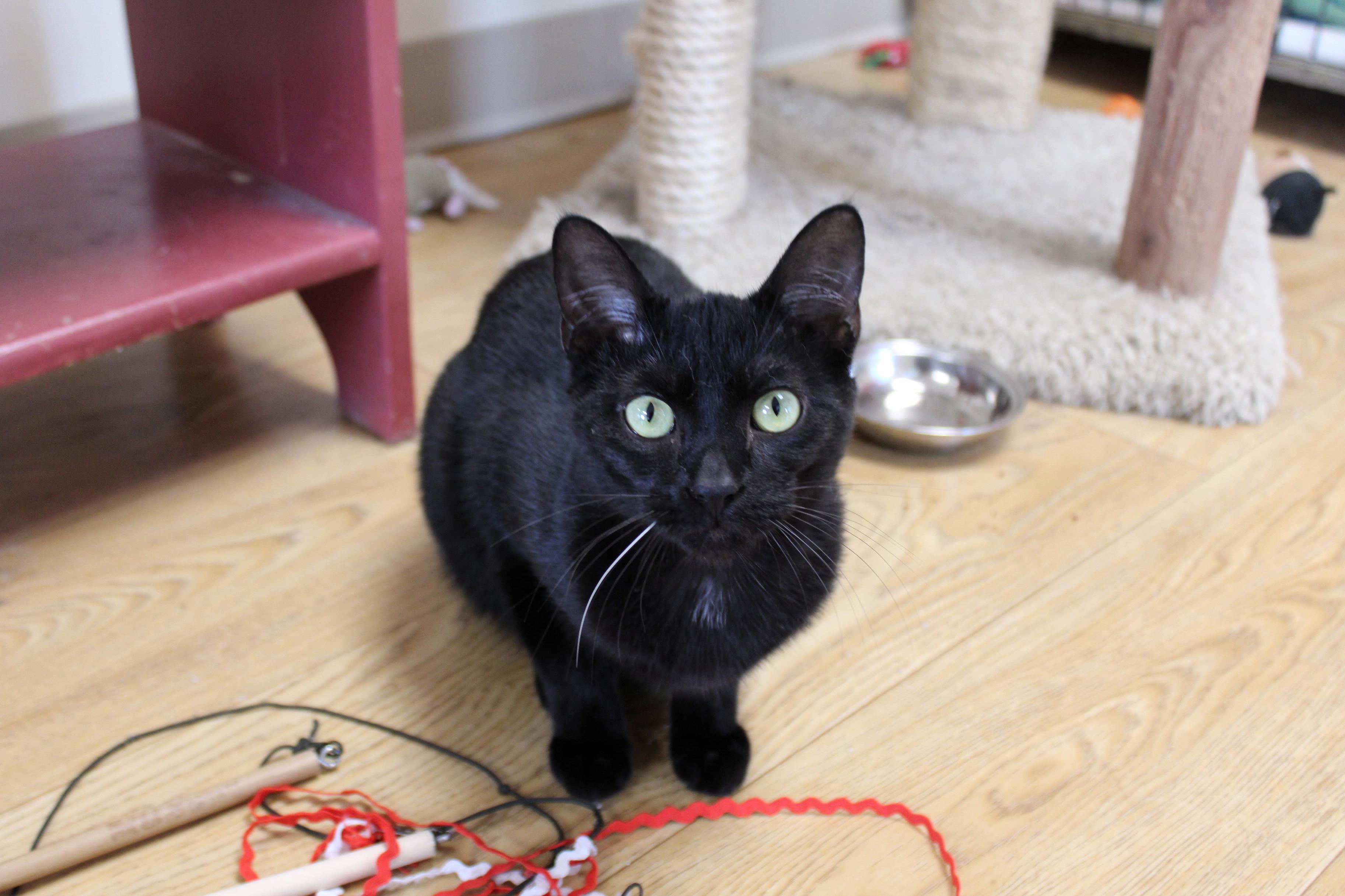 Jet, a Adoptable mixed breed in Urbana, OH image 4/6