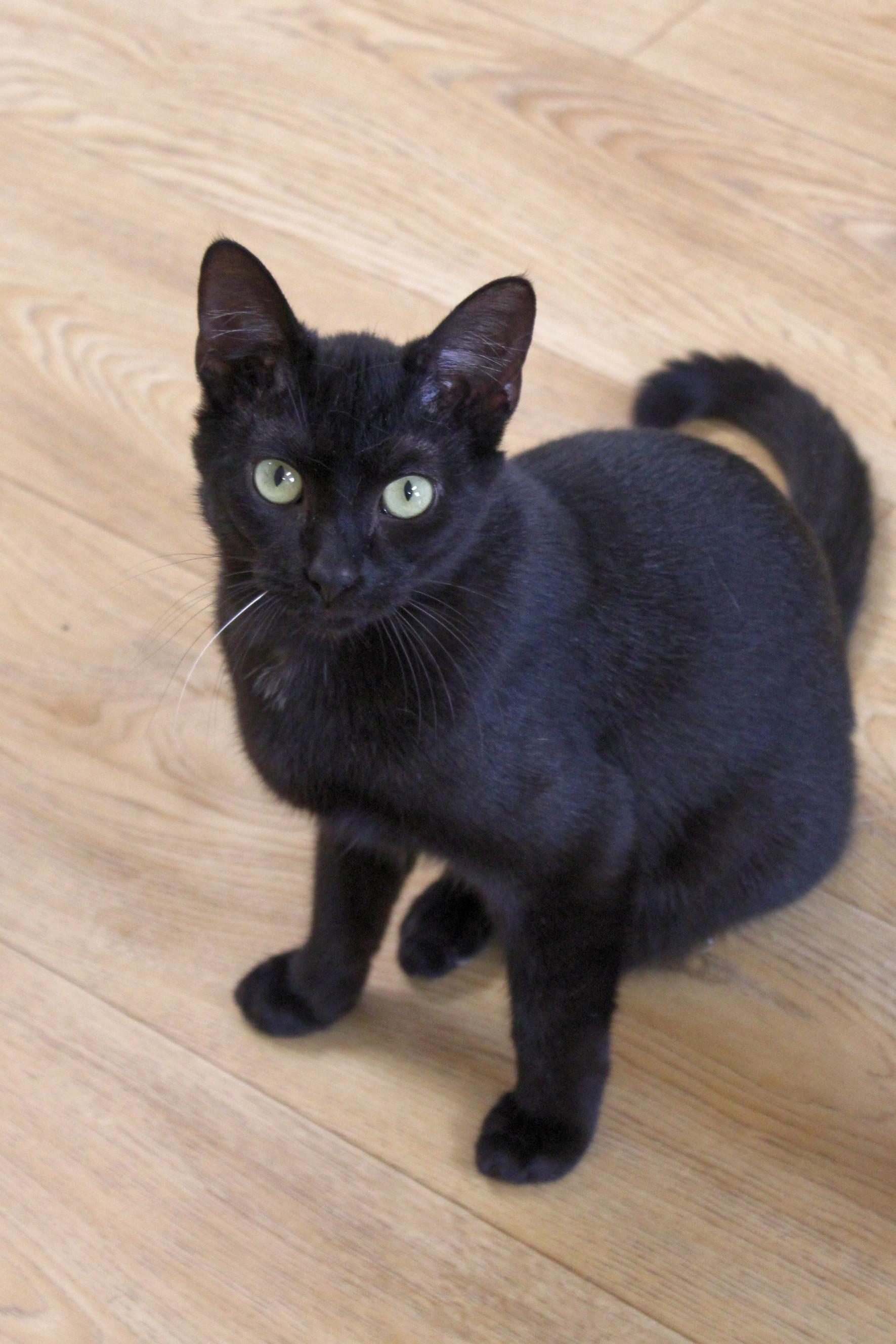 Jet, a Adoptable mixed breed in Urbana, OH image 5/6