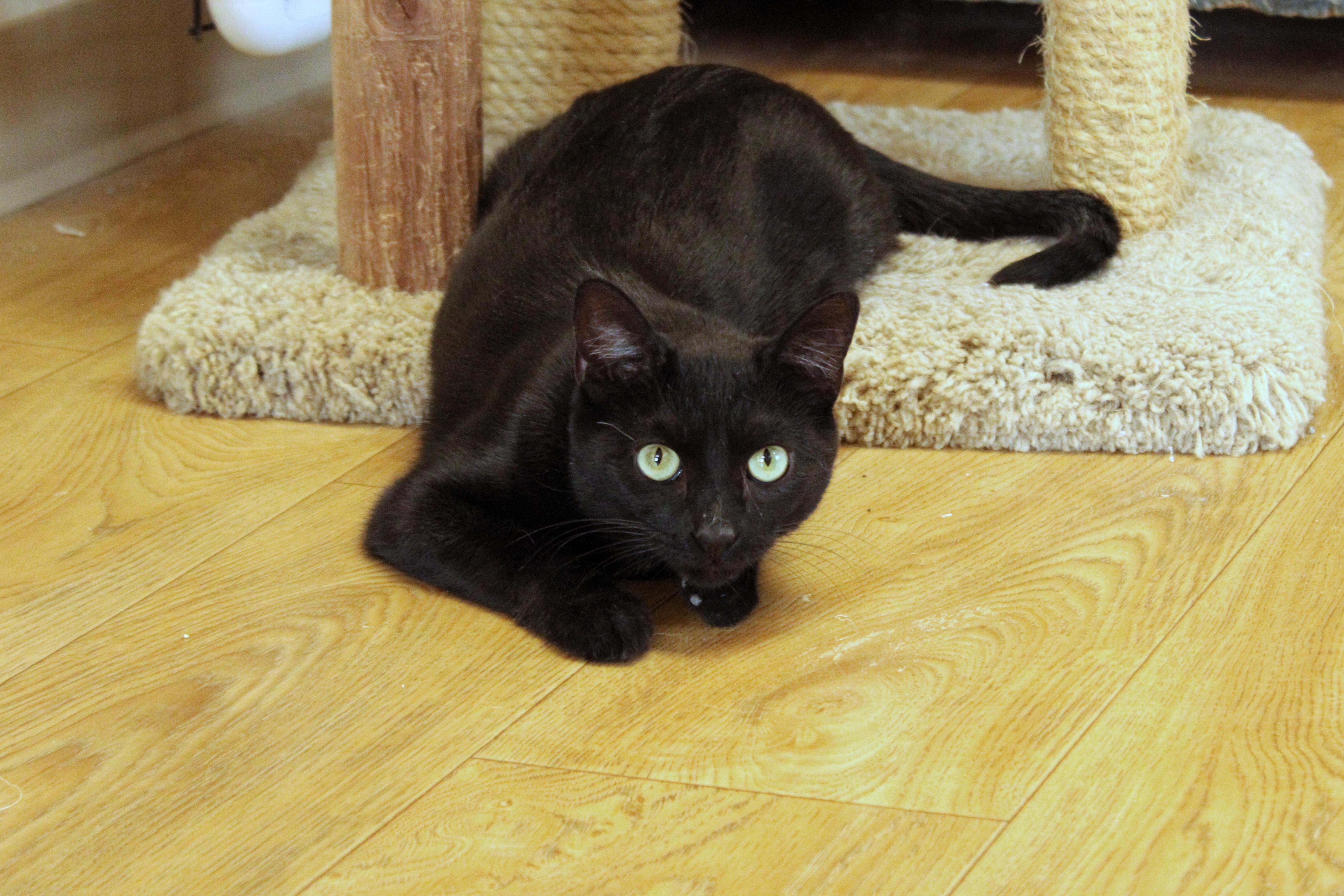 Jet, a Adoptable mixed breed in Urbana, OH image 6/6