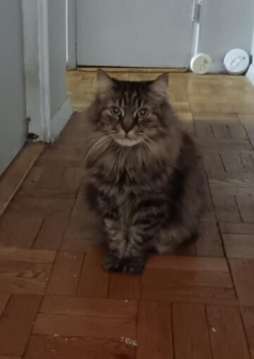 Merida, Adoptable, Adult Female Domestic Short Hair.