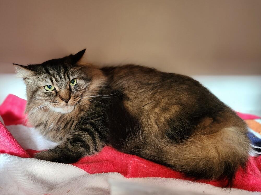 Enlarge Merida, a Adoptable mixed breed in Elmsford, NY image 2/5