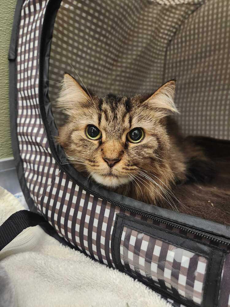 Enlarge Merida, a Adoptable mixed breed in Elmsford, NY image 4/5