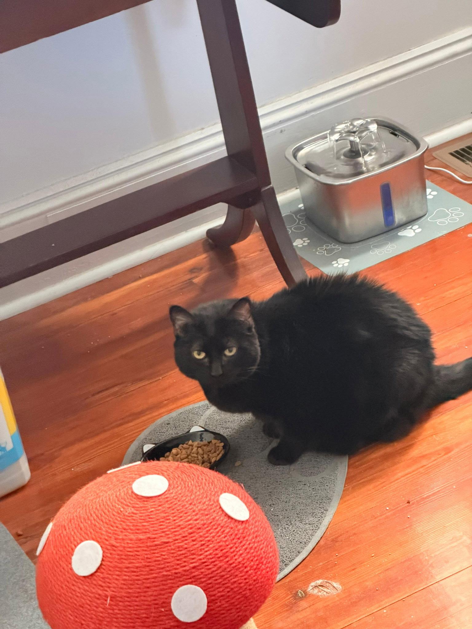 Carla, a Adoptable Domestic Short Hair in Chatham, VA image 1/3