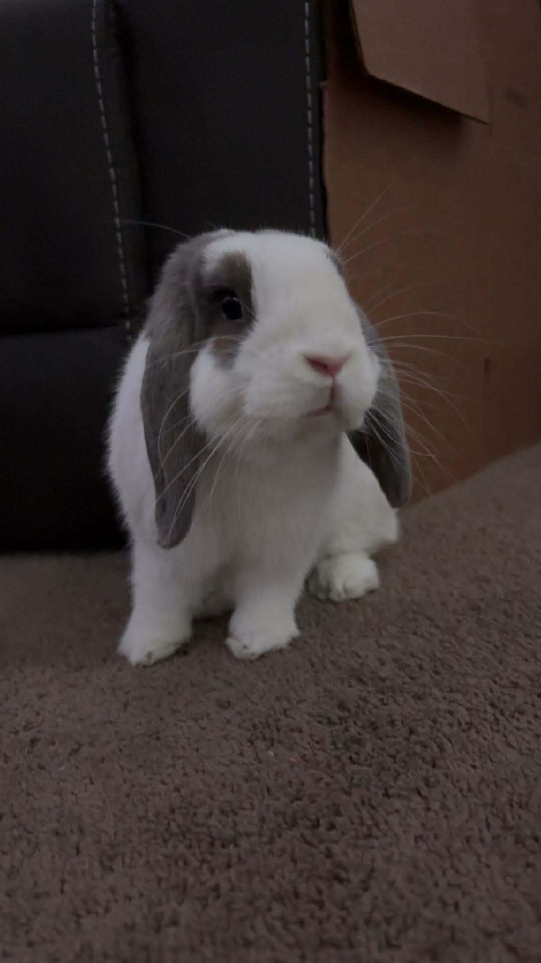 Enlarge Buzz, a Adopted Holland Lop in Sauk Village, IL image 4/4