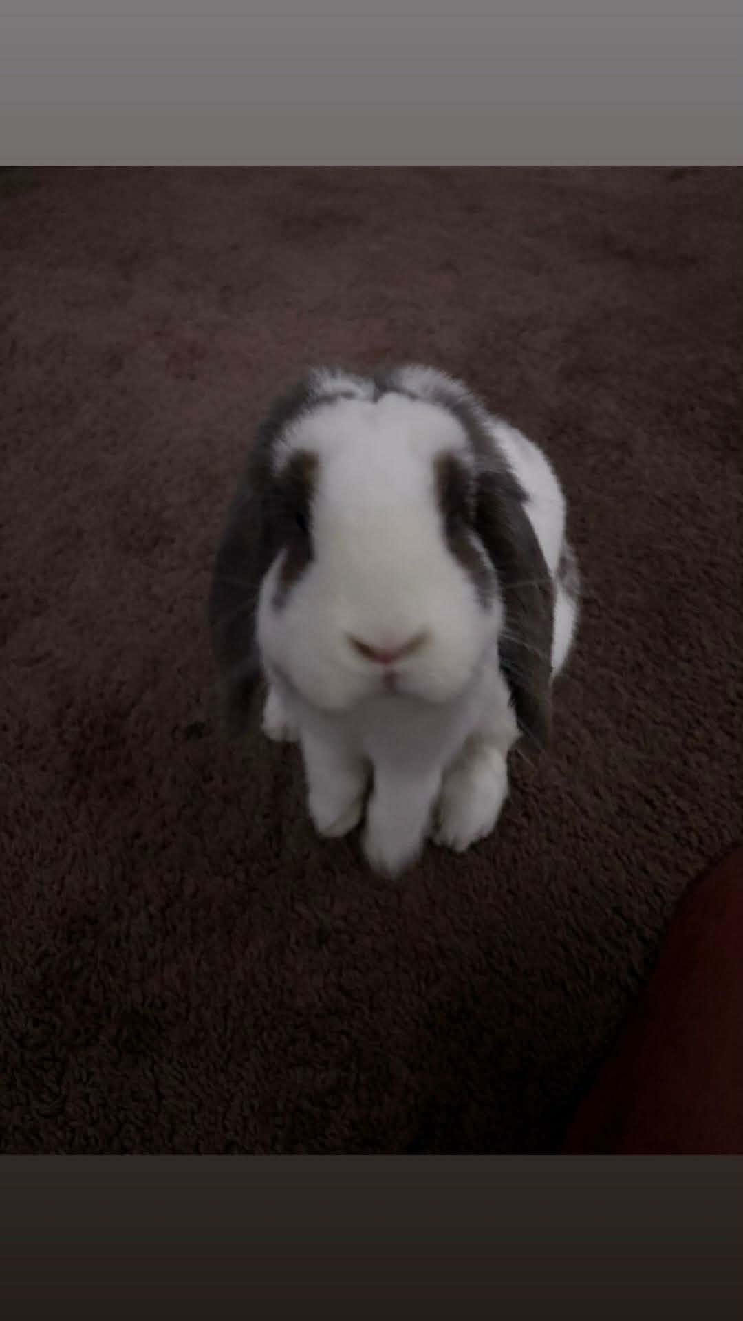 Enlarge Buzz, a Adopted Holland Lop in Sauk Village, IL image 3/4