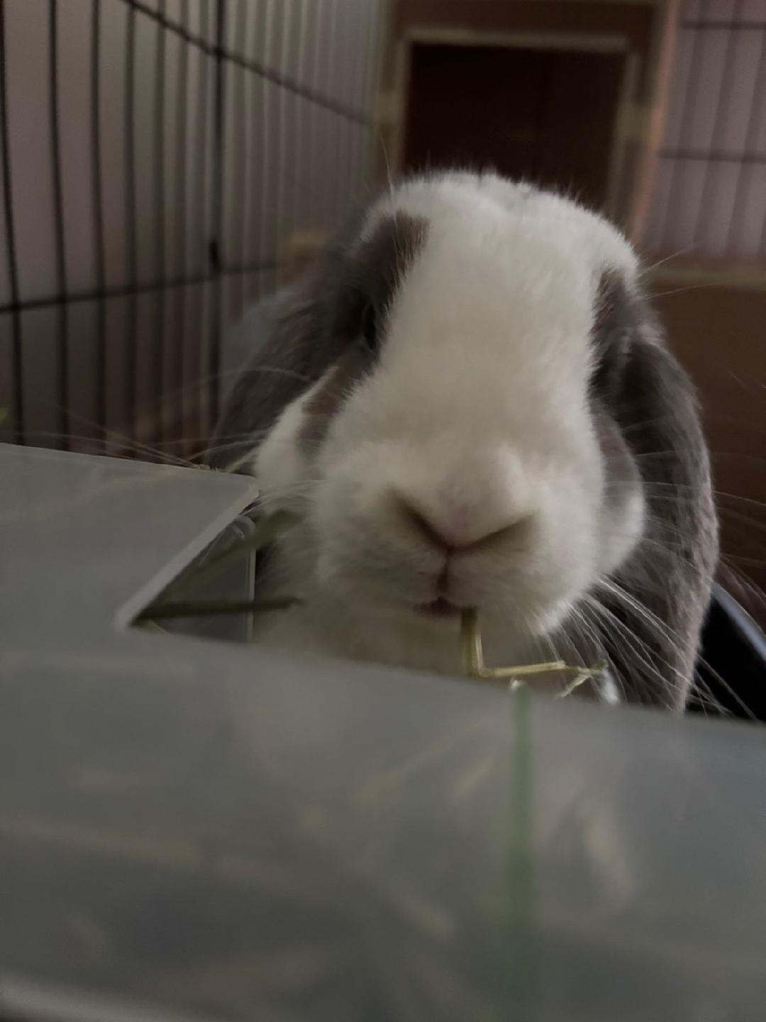Enlarge Buzz, a Adopted Holland Lop in Sauk Village, IL image 2/4