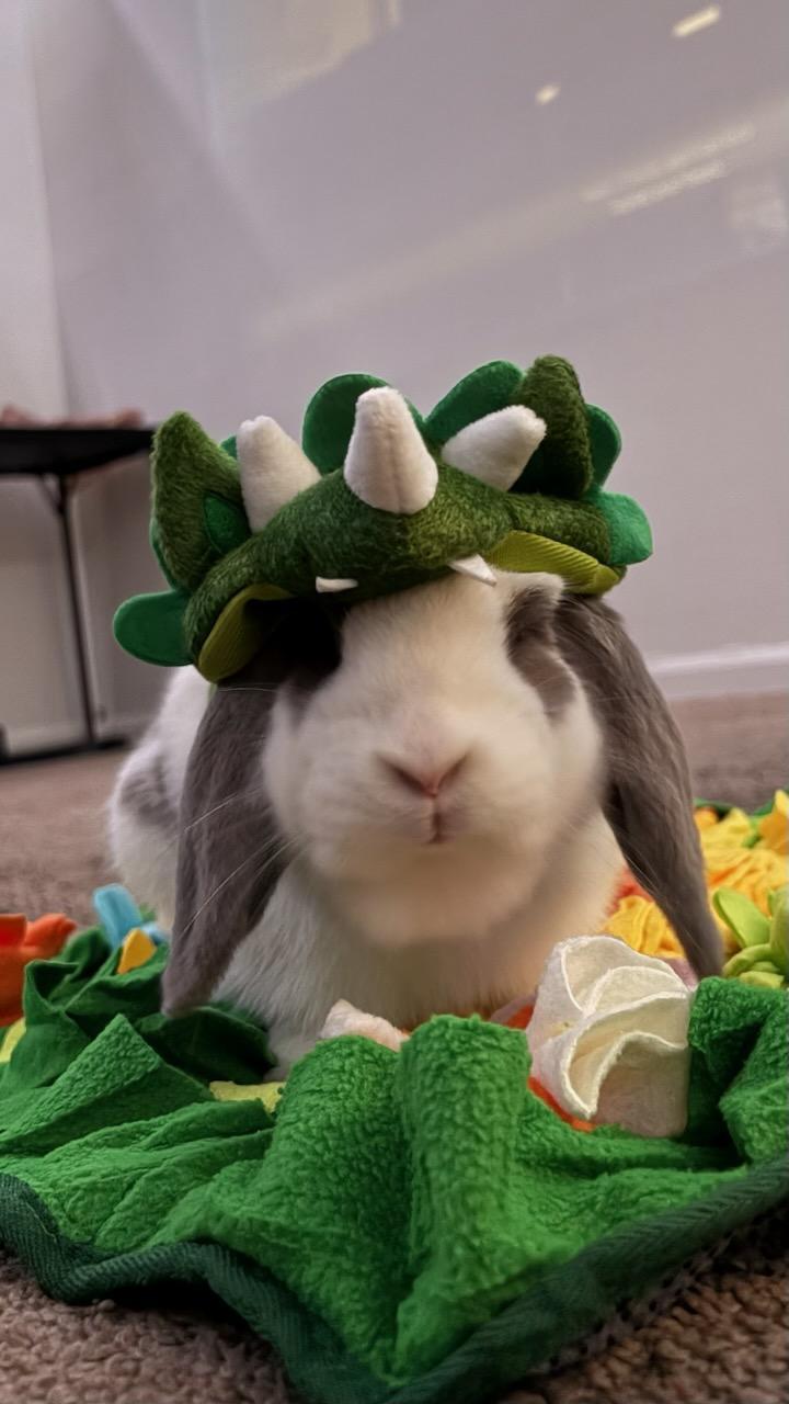 Buzz, Adopted, Adult Male Holland Lop.