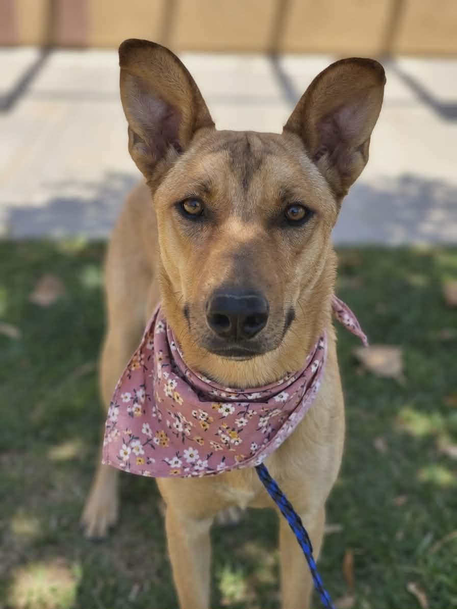 Enlarge Dakota, a Adoptable mixed breed in Temecula, CA image 1/5