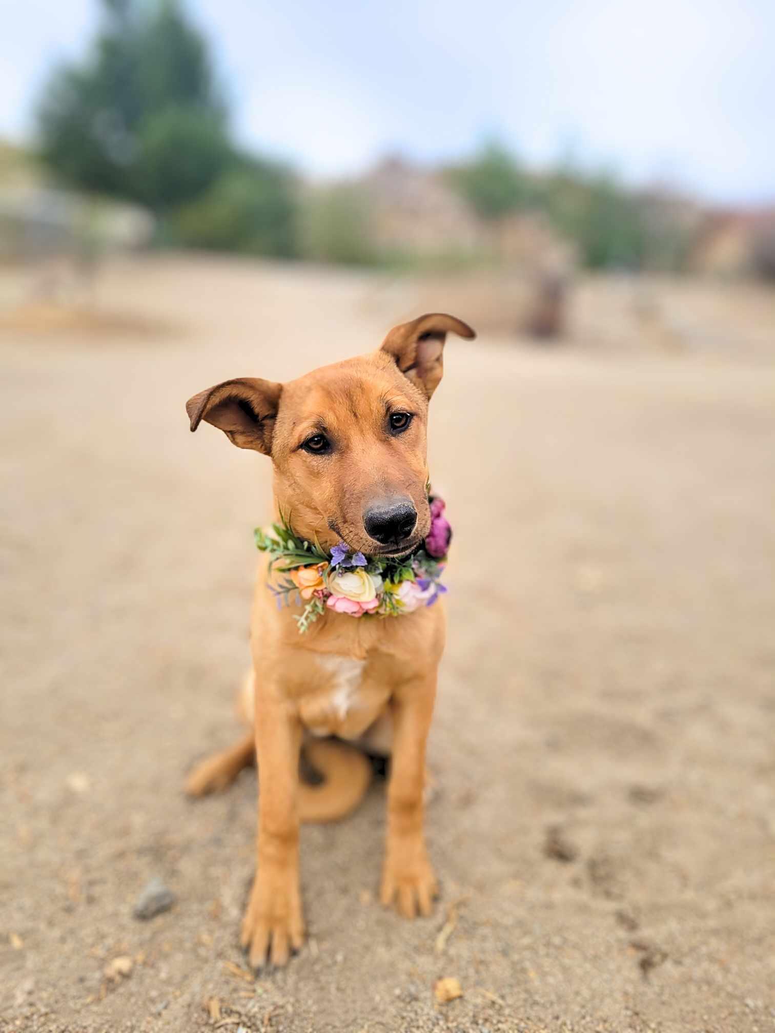 Dakota, a Adoptable mixed breed in Temecula, CA image 3/6