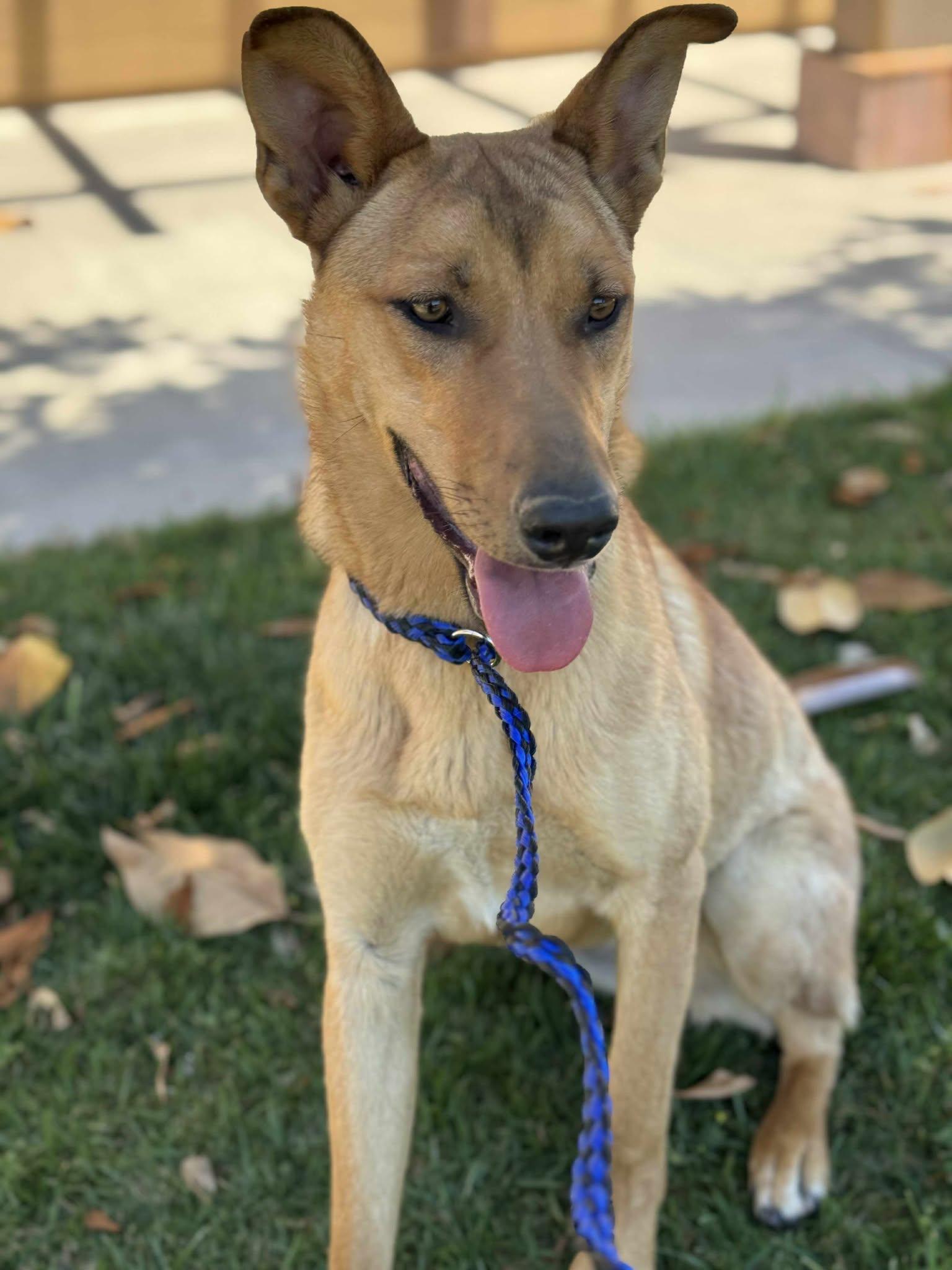 Dakota, a Adoptable mixed breed in Temecula, CA image 5/6