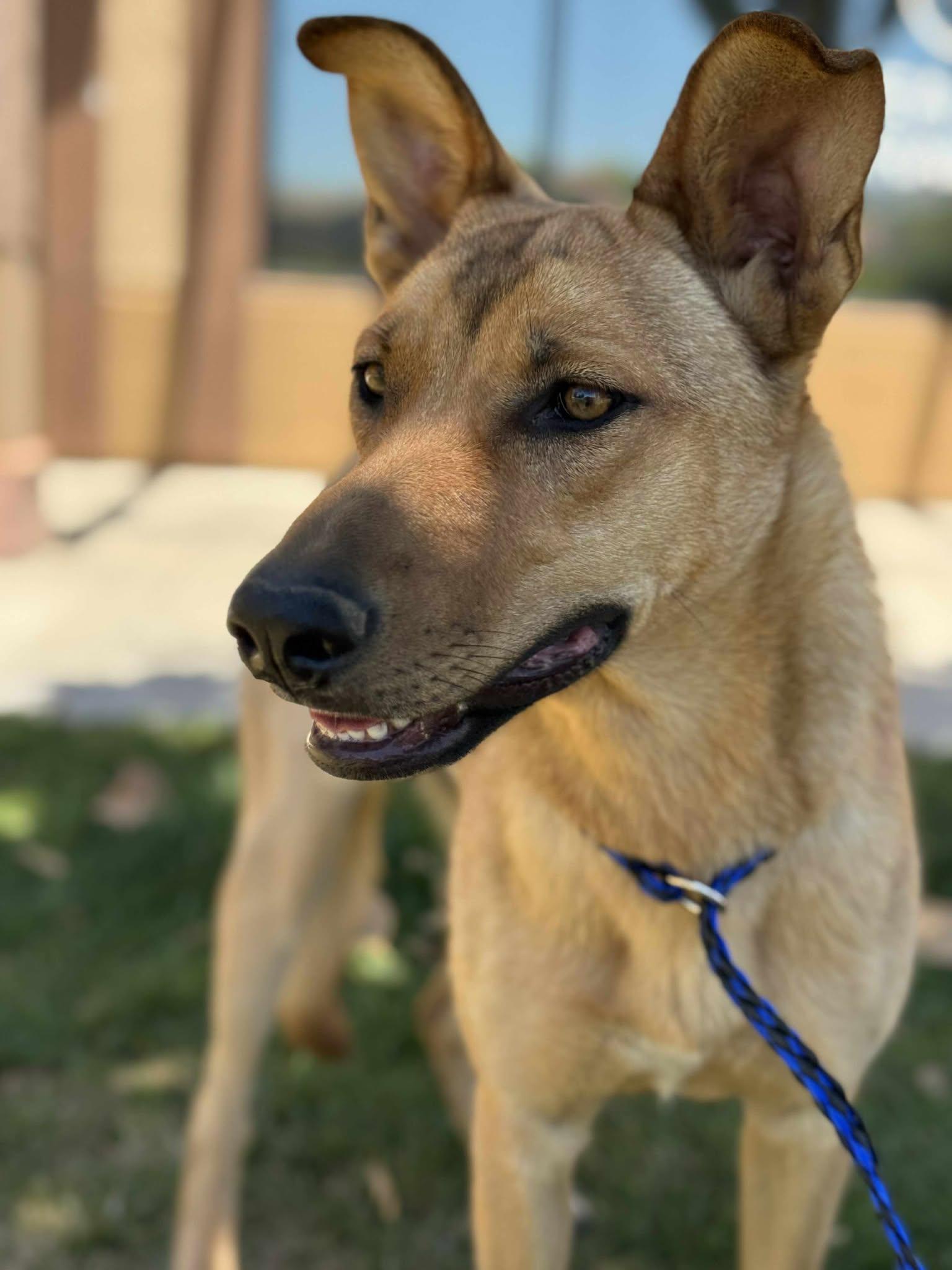 Dakota, a Adoptable mixed breed in Temecula, CA image 2/6