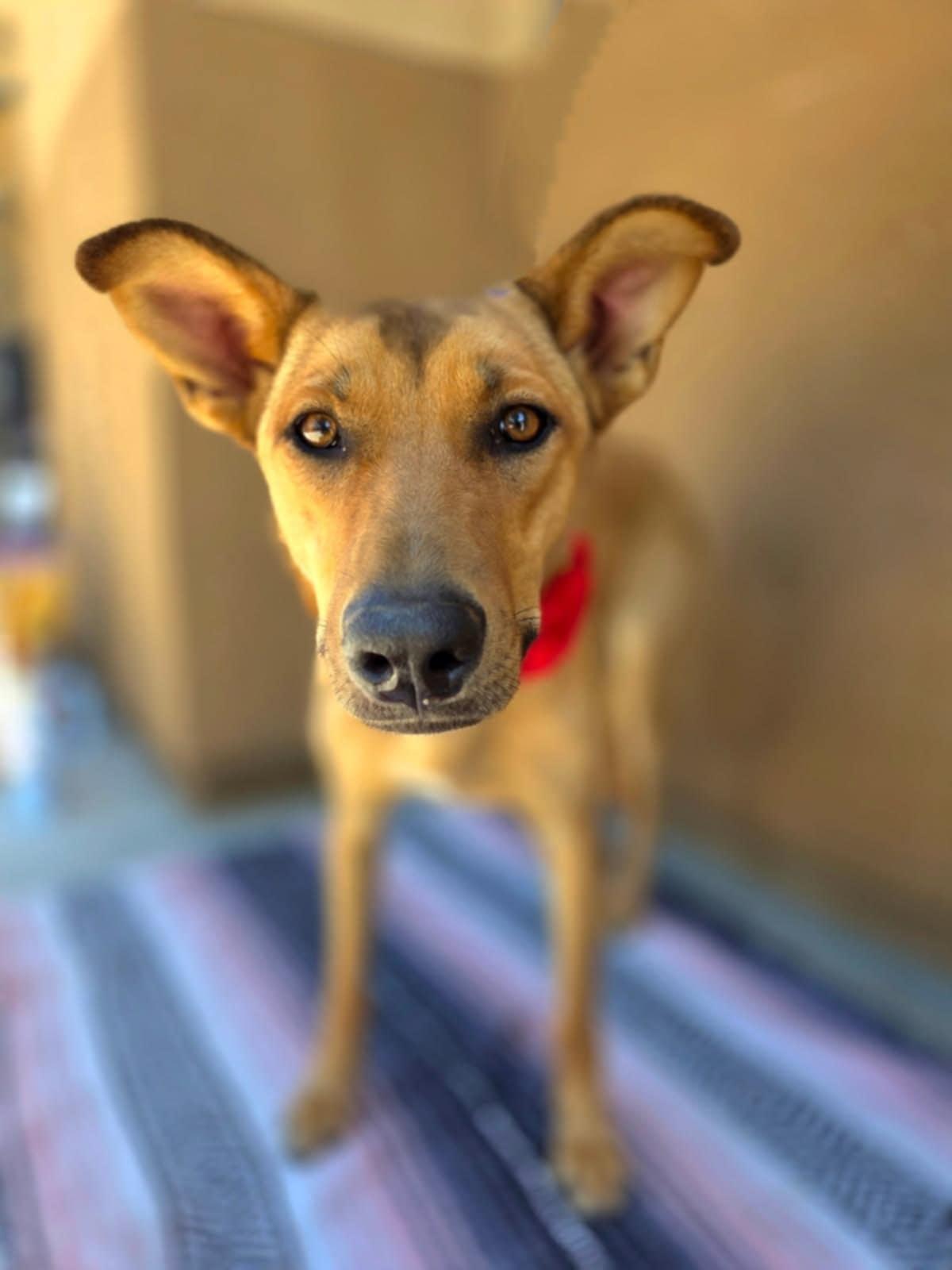 Dakota, a Adoptable mixed breed in Temecula, CA image 1/6