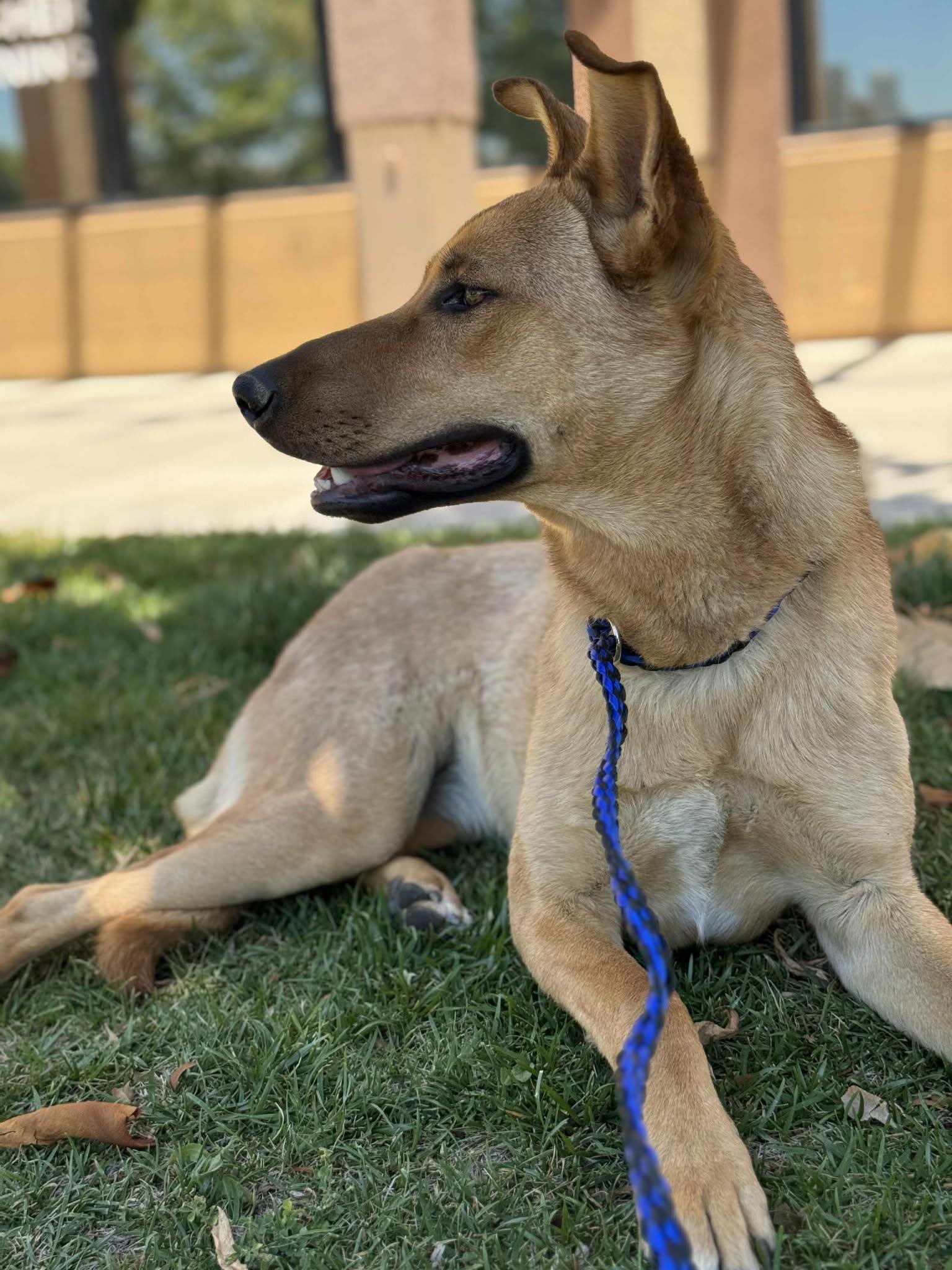 Dakota, a Adoptable mixed breed in Temecula, CA image 4/6