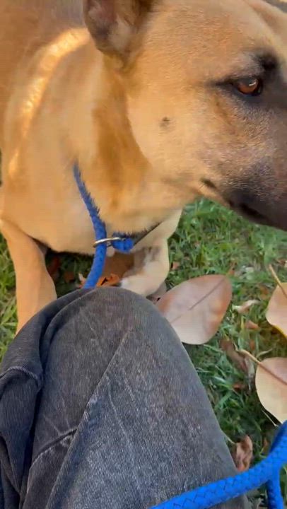 Enlarge Dakota, a Adoptable mixed breed in Temecula, CA video 6/6