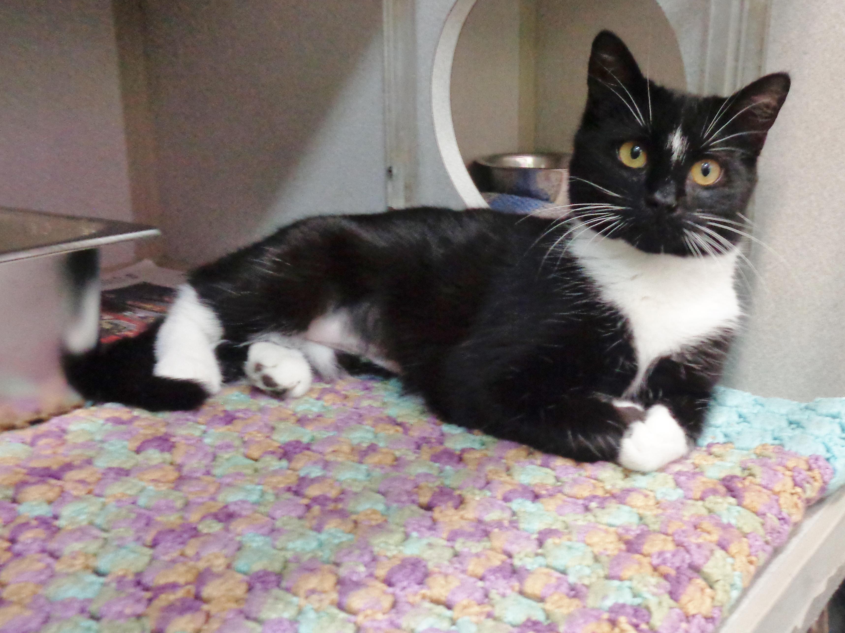 SIMONE, adopted, Kitten Female Domestic Short Hair.