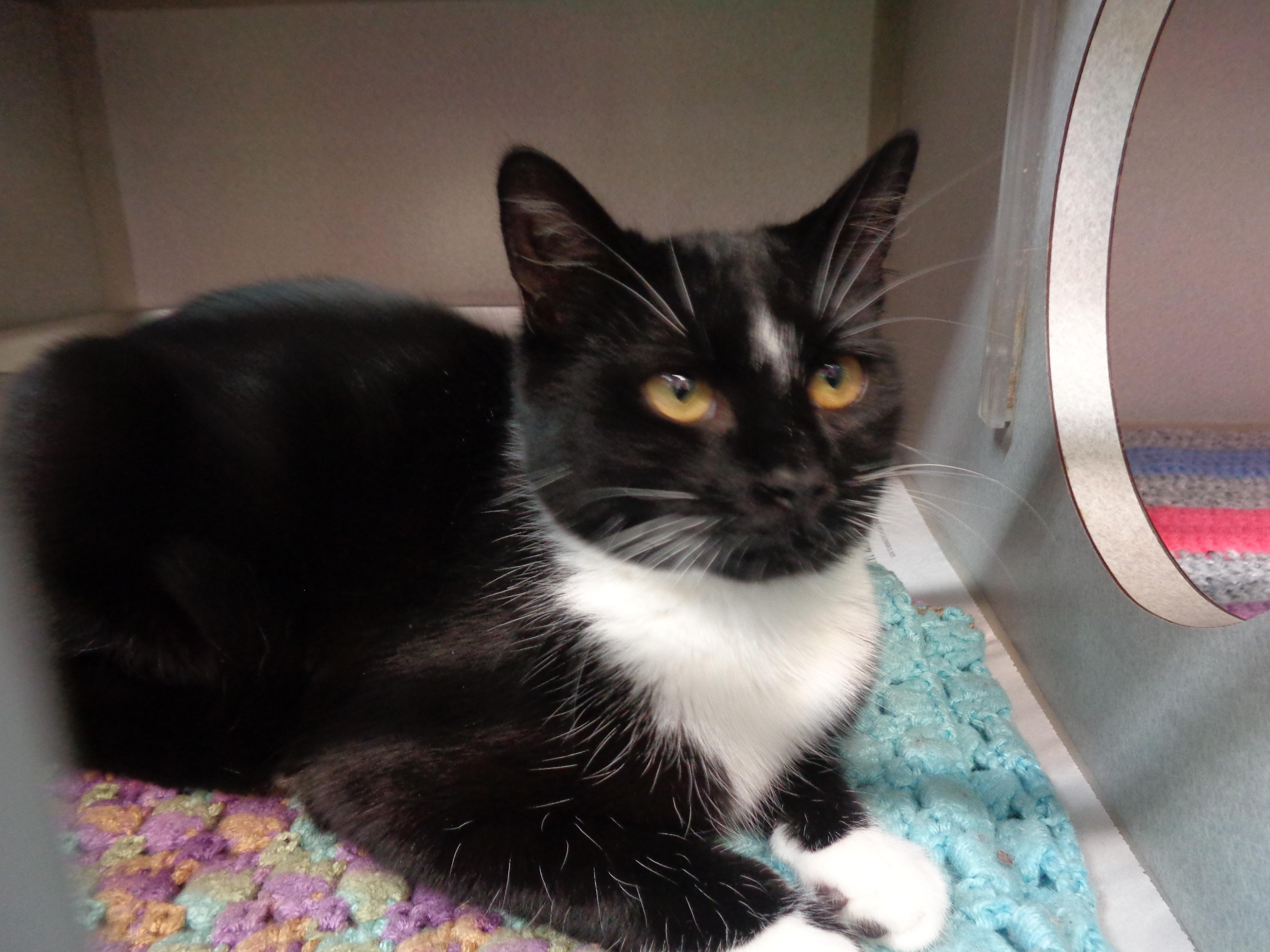 Enlarge SIMONE, an adopted Domestic Short Hair in Delhi, NY image 4/6