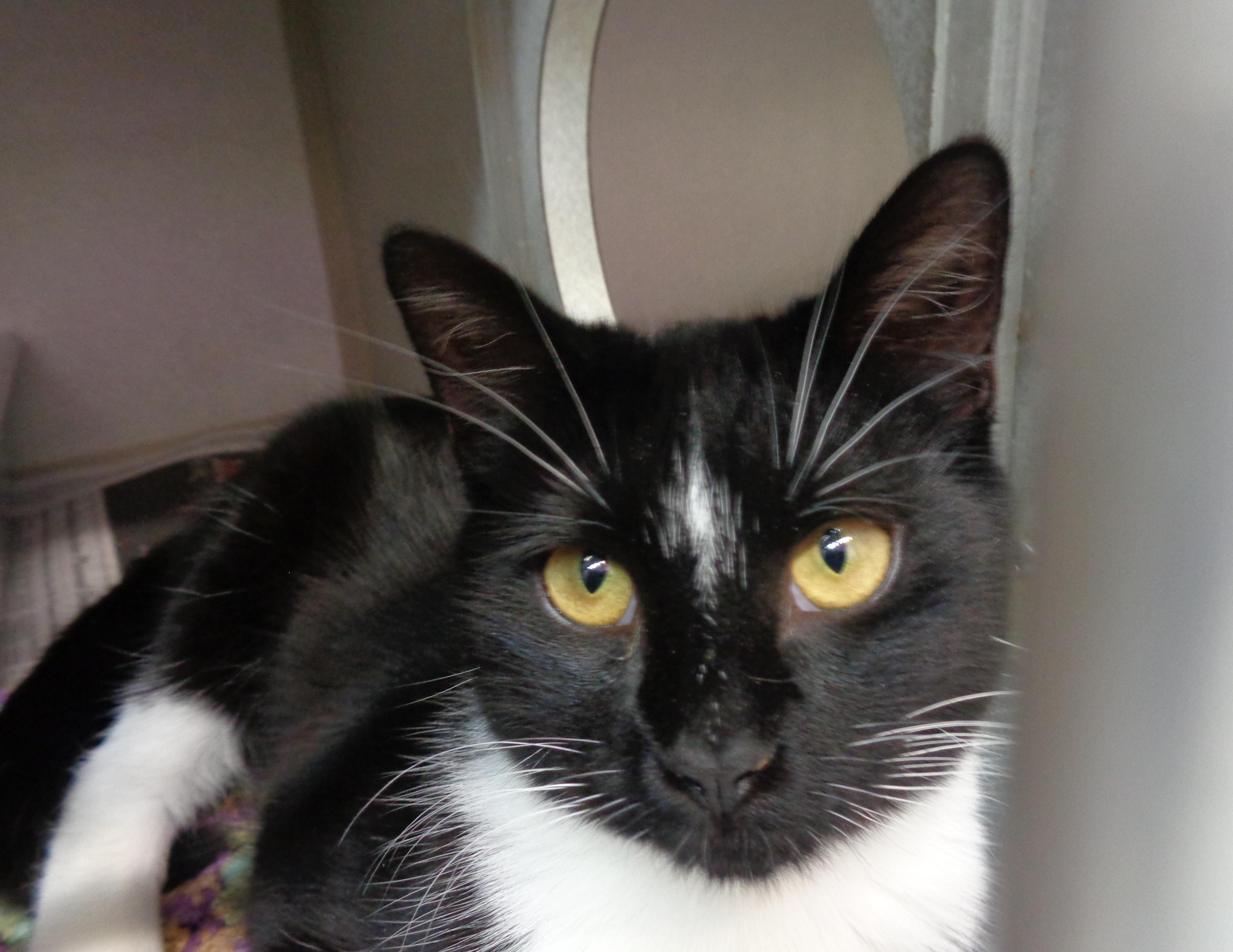 Enlarge SIMONE, an adopted Domestic Short Hair in Delhi, NY image 5/6