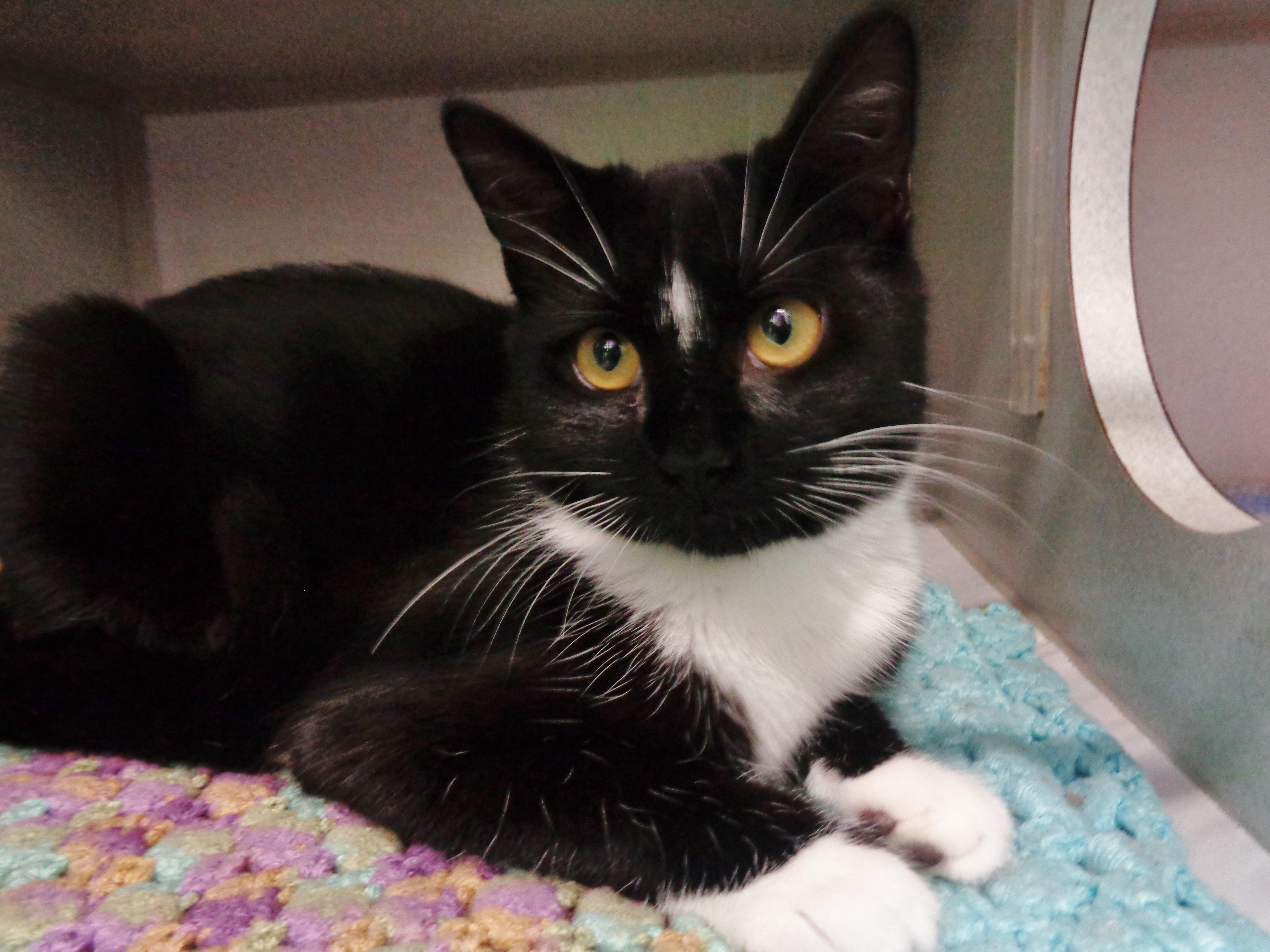 Enlarge SIMONE, an adopted Domestic Short Hair in Delhi, NY image 3/6