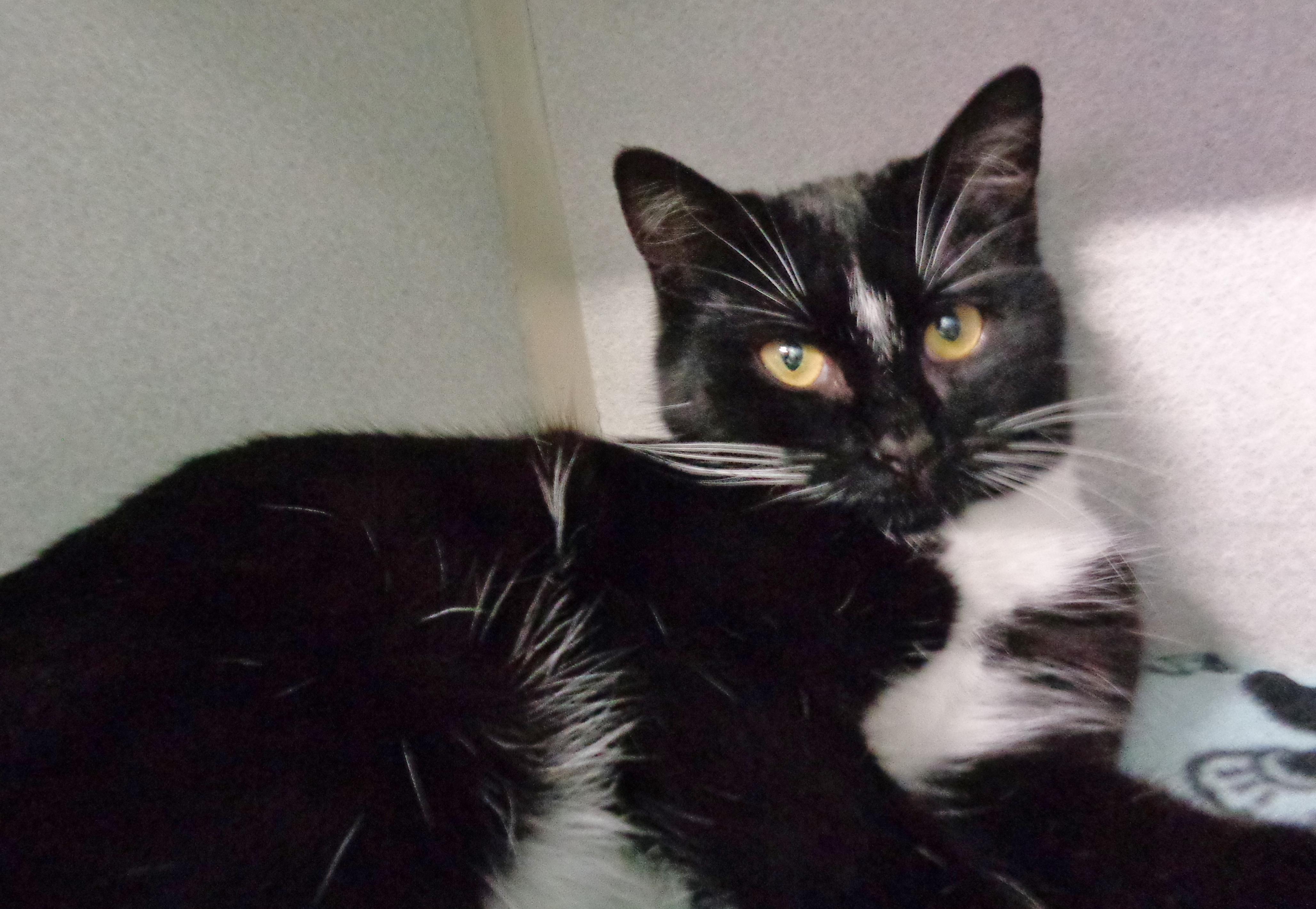 Enlarge SIMONE, an adopted Domestic Short Hair in Delhi, NY image 2/6