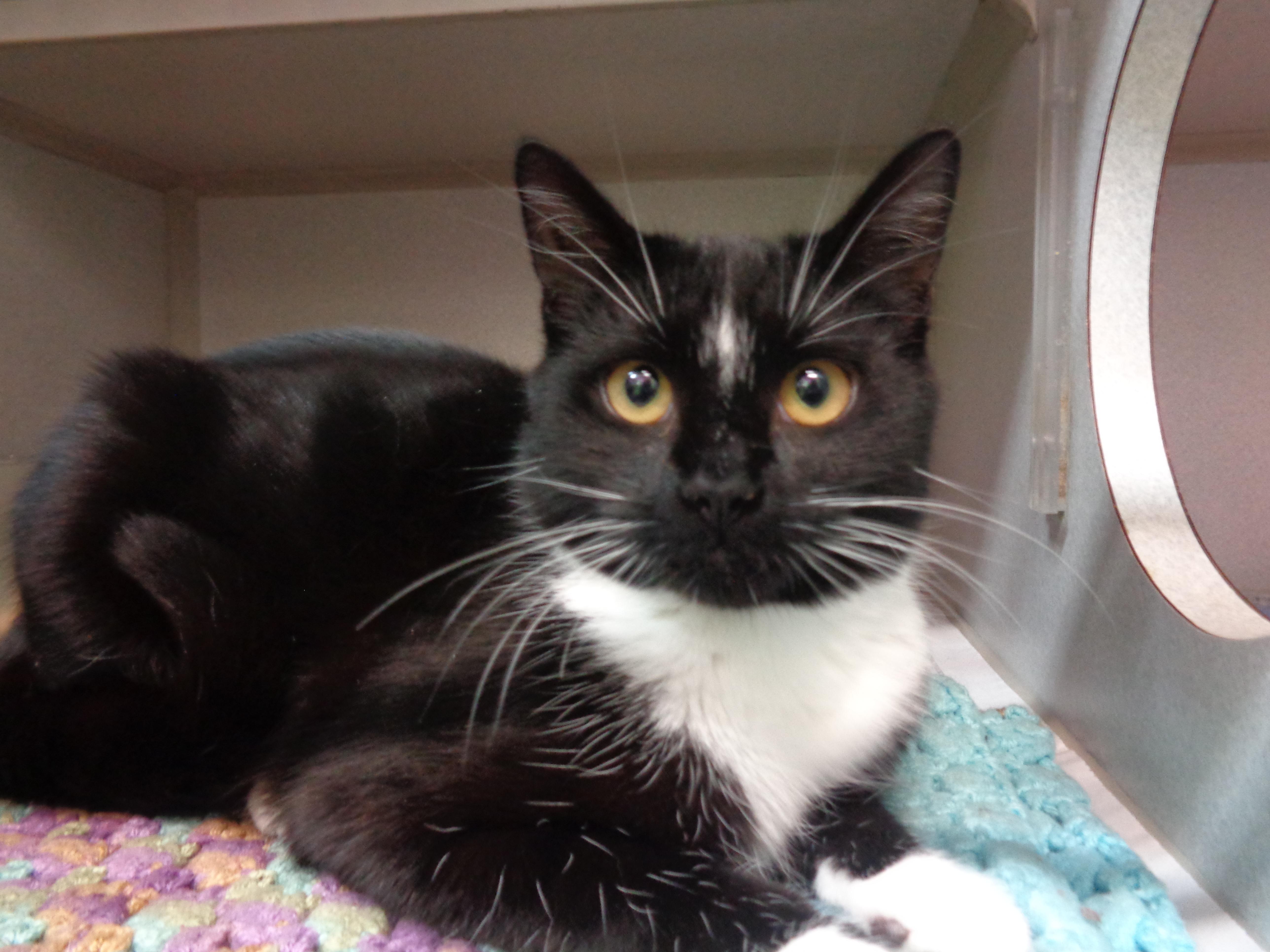 Enlarge SIMONE, an adopted Domestic Short Hair in Delhi, NY image 6/6