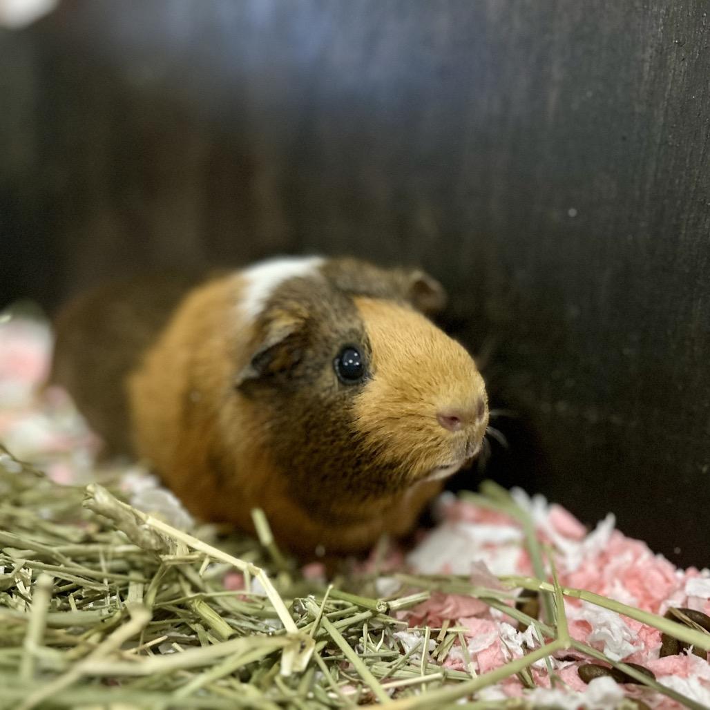 June, Adoptable, Adult Female Guinea Pig.