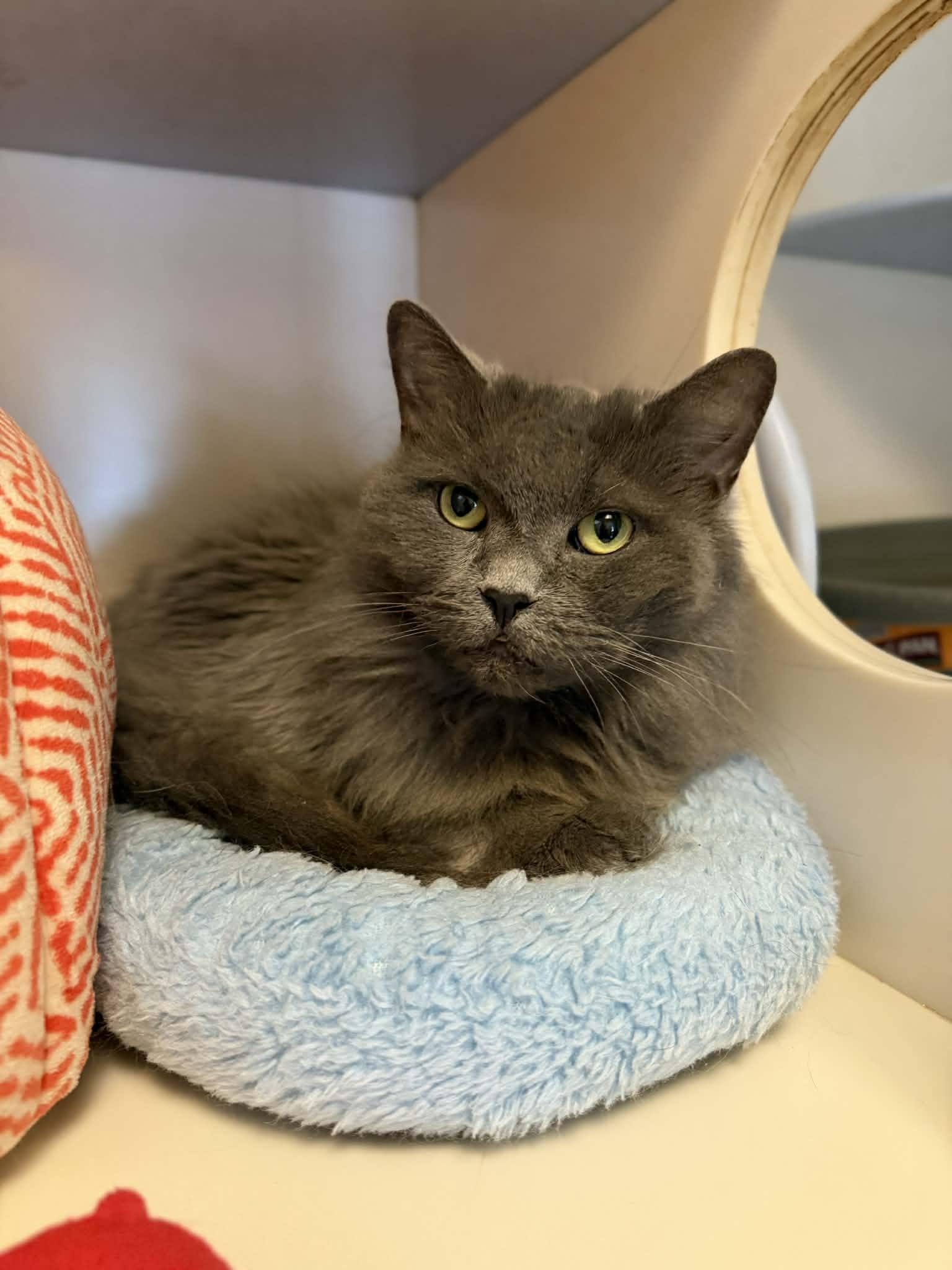 Luna, Adoptable, Adult Female Domestic Long Hair.