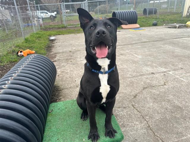 YOGI, Adoptable, Young Male Labrador Retriever & Pit Bull Terrier.