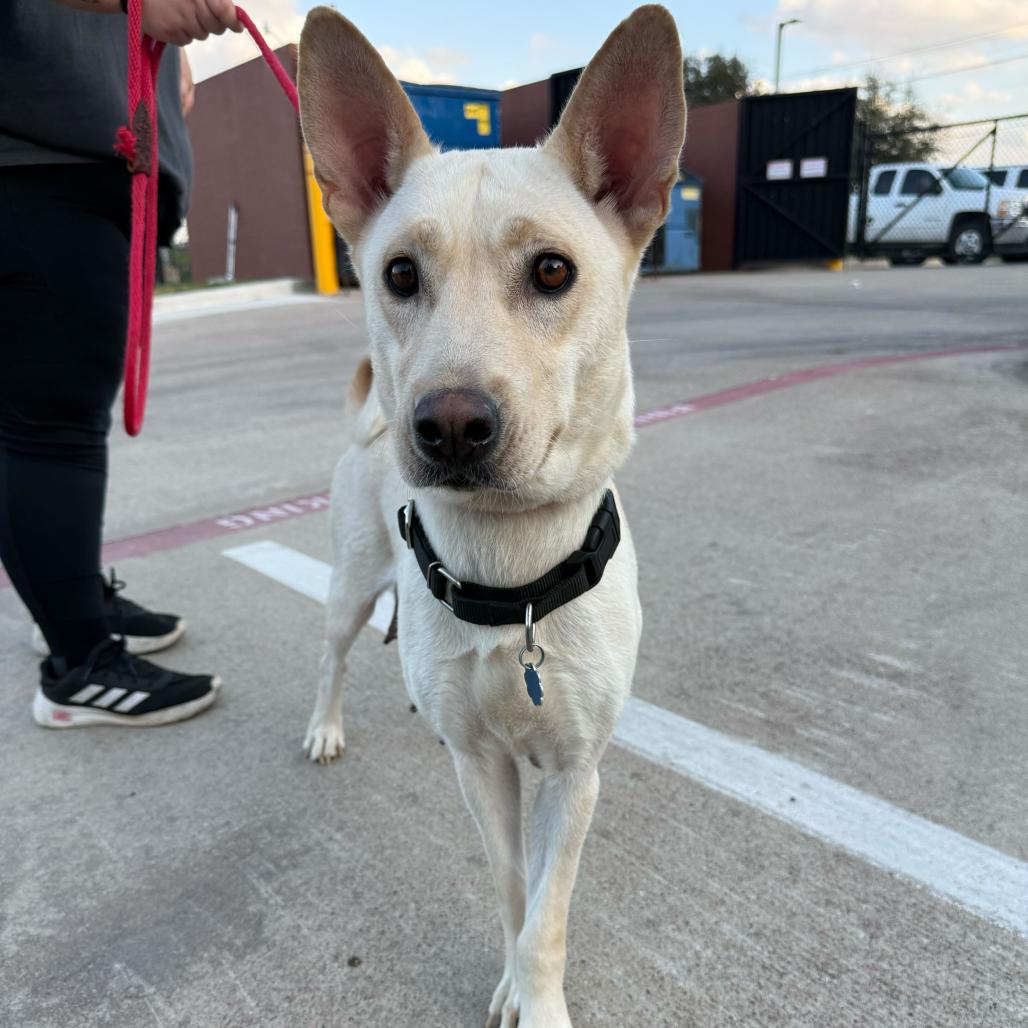 Tasha, Adoptable, Adult Female Retriever & Mixed Breed.