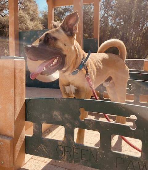 BOSCO*Farm and Family Friendly, Adopted, Young Male Black Mouth Cur.