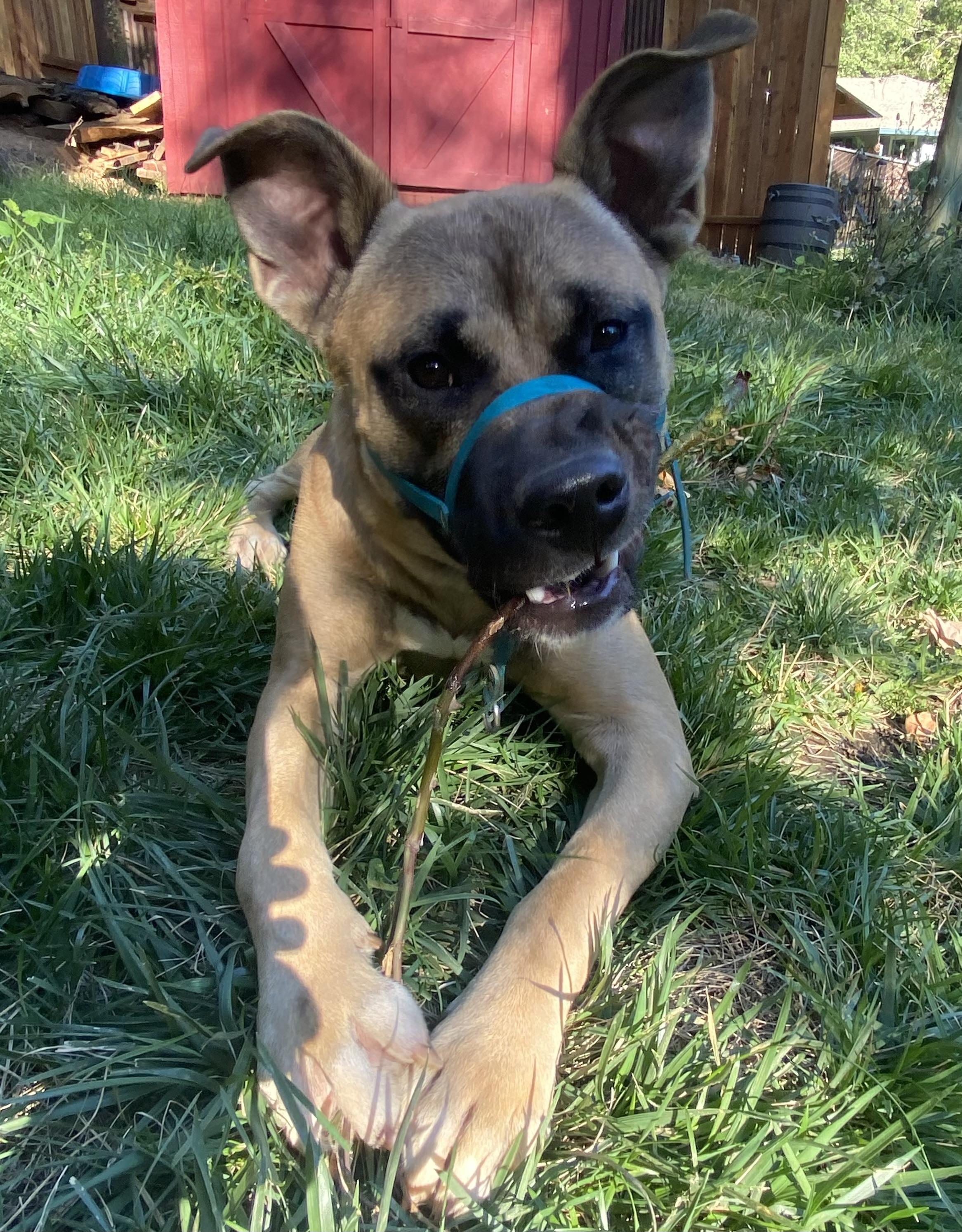 BOSCO*Farm and Family Friendly, a Adopted mixed breed in Grass Valley, CA image 3/6
