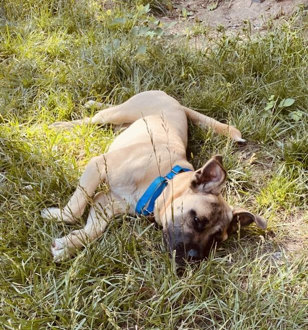 BOSCO*Farm and Family Friendly, a Adopted mixed breed in Grass Valley, CA image 5/6