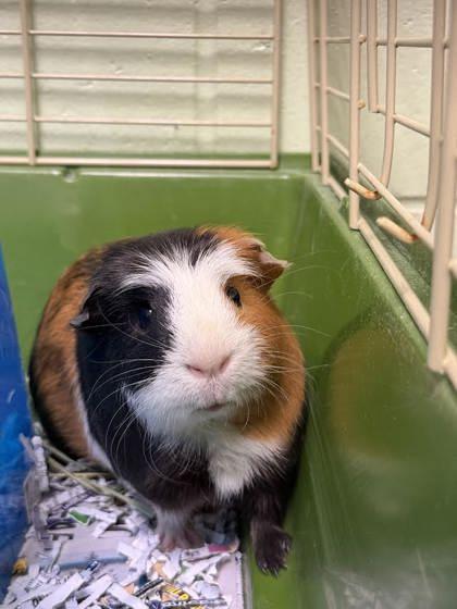 Cookie Dough, Adoptable, Adult Female Guinea Pig.