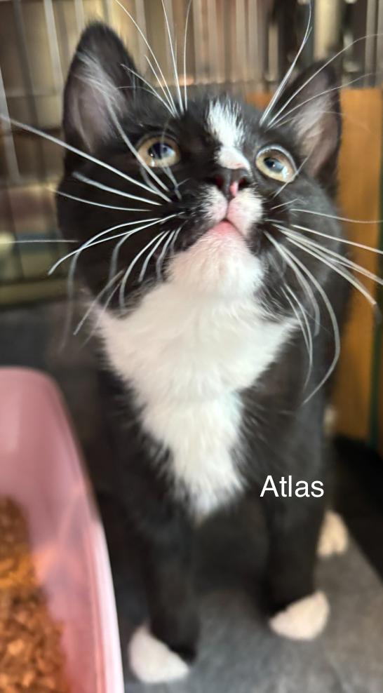Atalas and Atticus, ADOPTABLE, Kitten Male Domestic Short Hair.