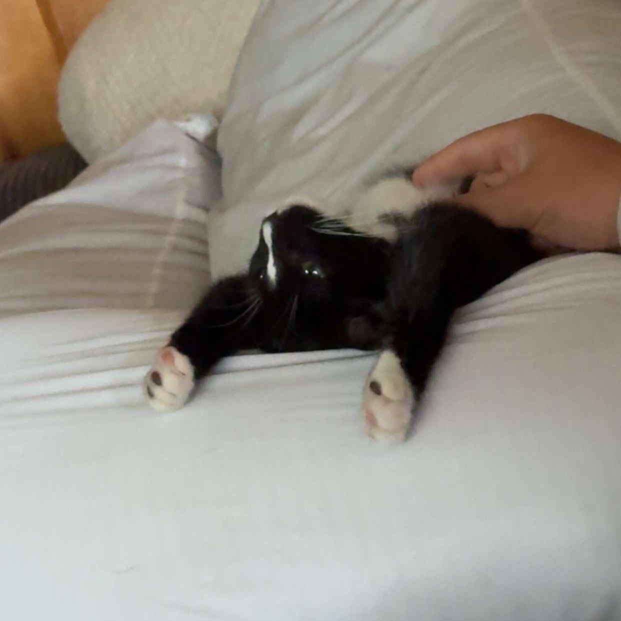 Enlarge Atlas, a ADOPTABLE Domestic Short Hair in Topsham, ME image 1/1