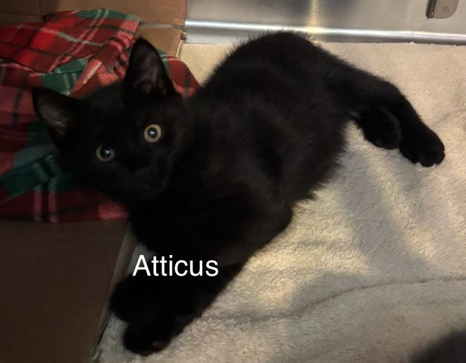 Enlarge Atalas and Atticus, a ADOPTABLE Domestic Short Hair in Topsham, ME image 2/2