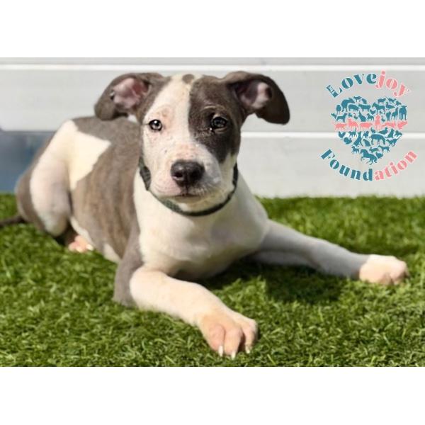 Balboa Litter COH