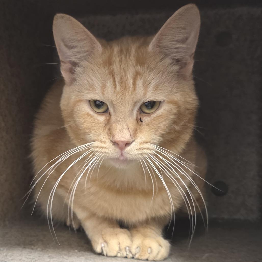 Stethoscope, Adoptable, Adult Male Domestic Short Hair.