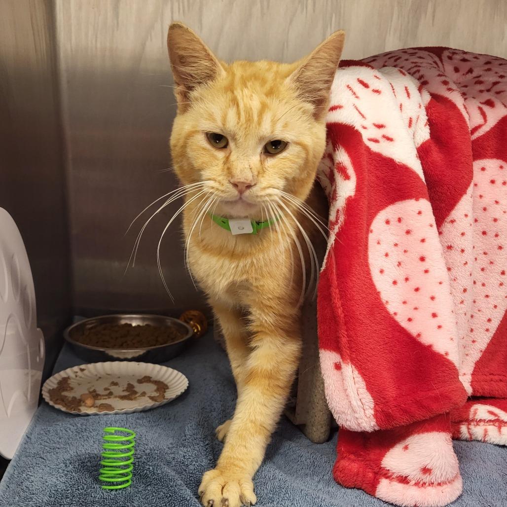 Stethoscope, a Adoptable Domestic Short Hair in Fort Wayne, IN image 2/4