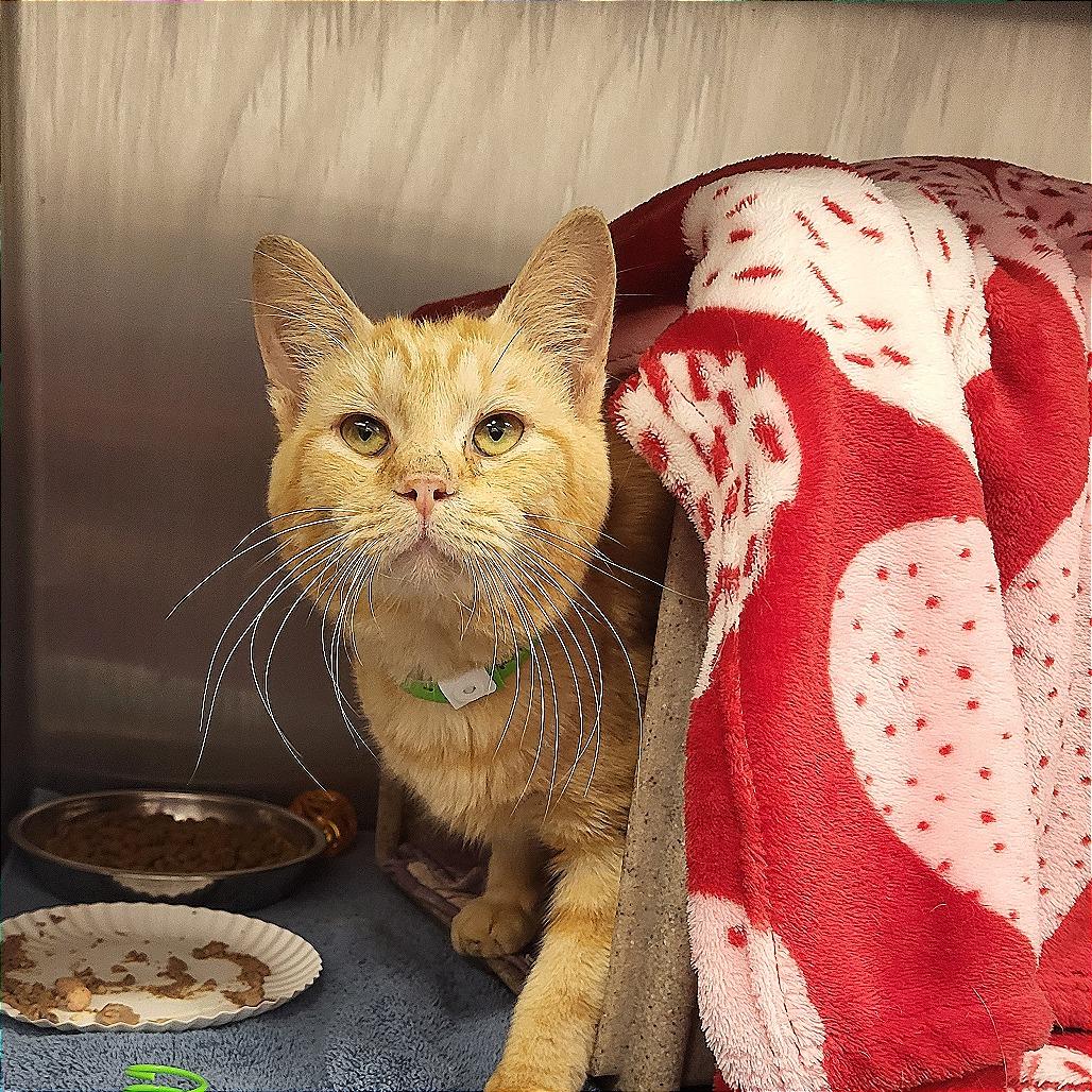 Stethoscope, a Adoptable Domestic Short Hair in Fort Wayne, IN image 3/4