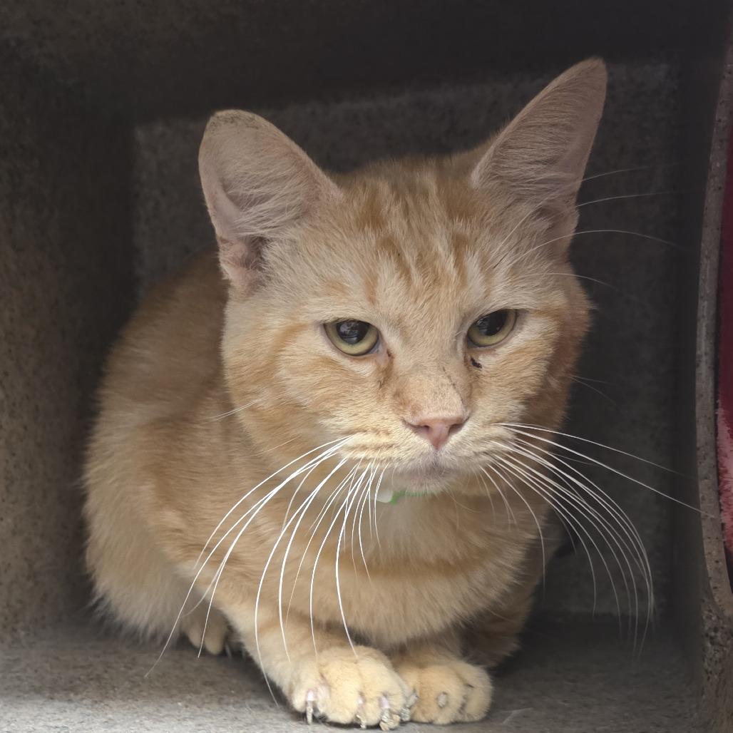 Stethoscope, a Adoptable Domestic Short Hair in Fort Wayne, IN image 4/4