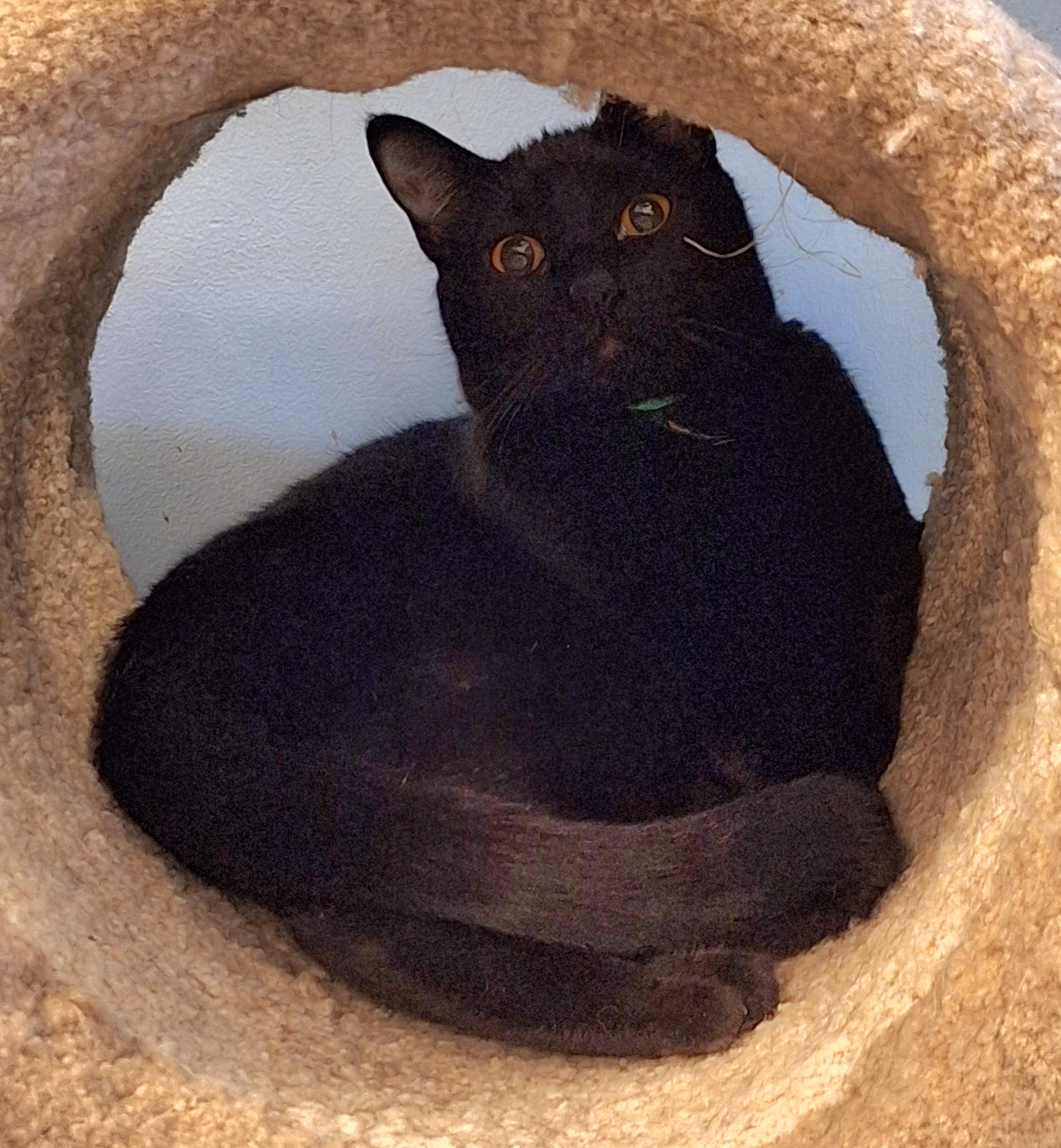 Tova, Adoptable, Adult Male Domestic Short Hair.