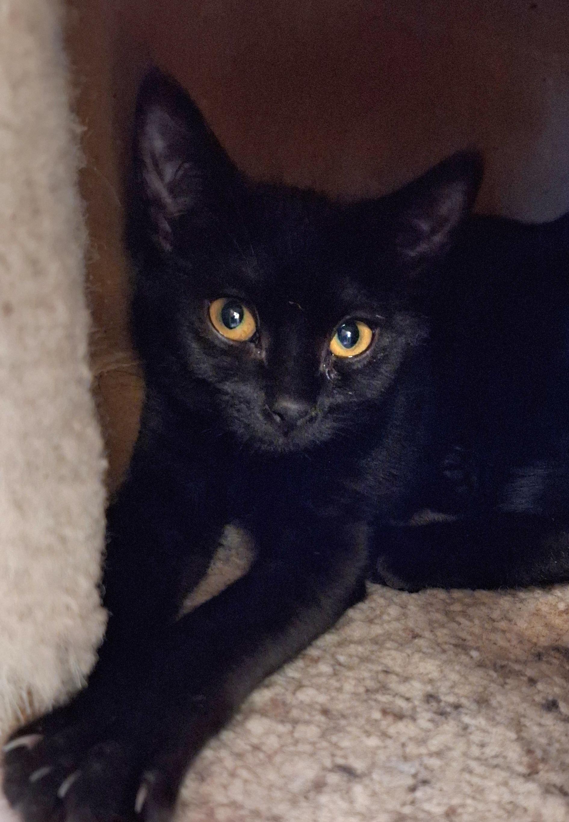 Enlarge Tova, a Adoptable Domestic Short Hair in Spokane, WA image 2/2