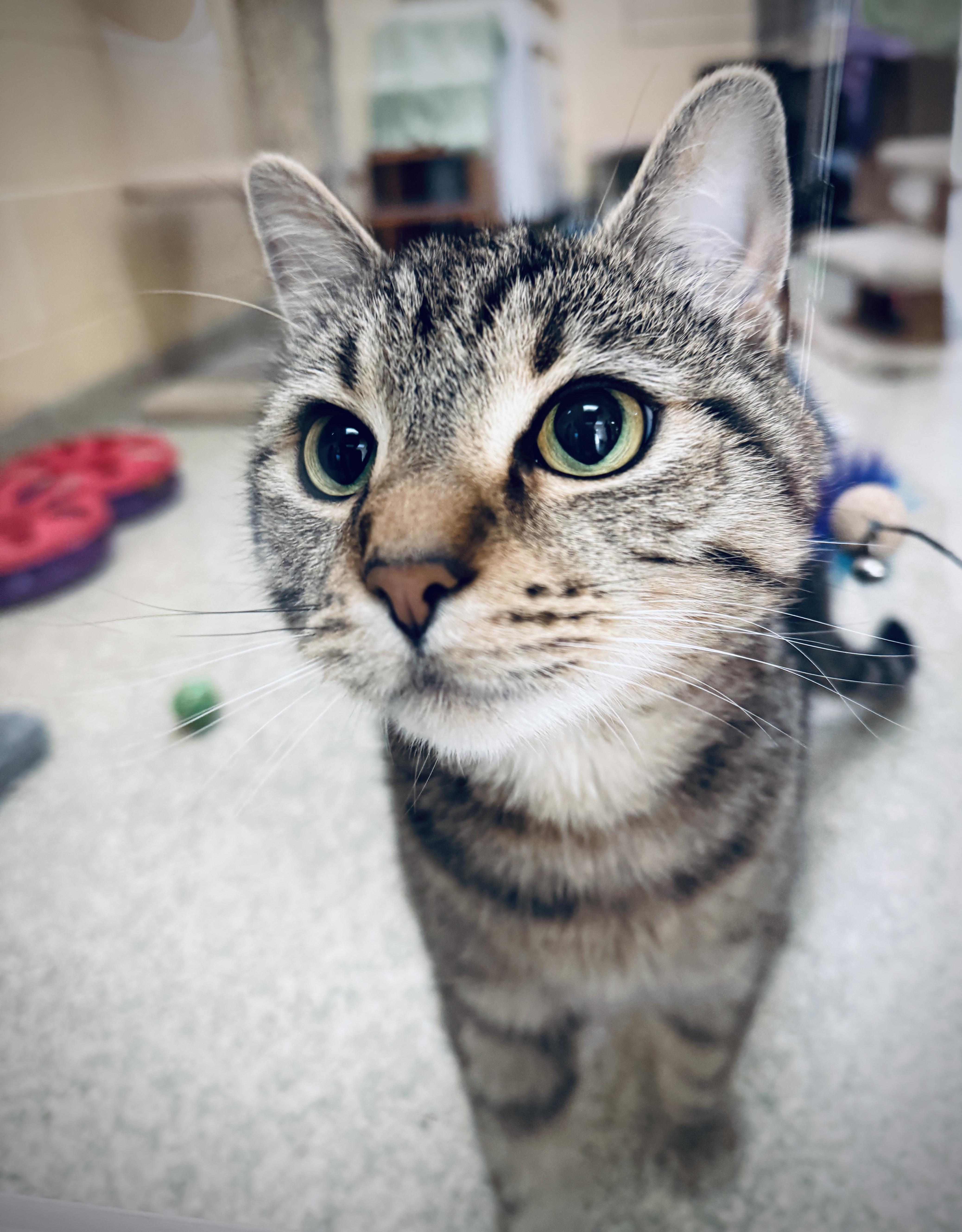 Cosmo