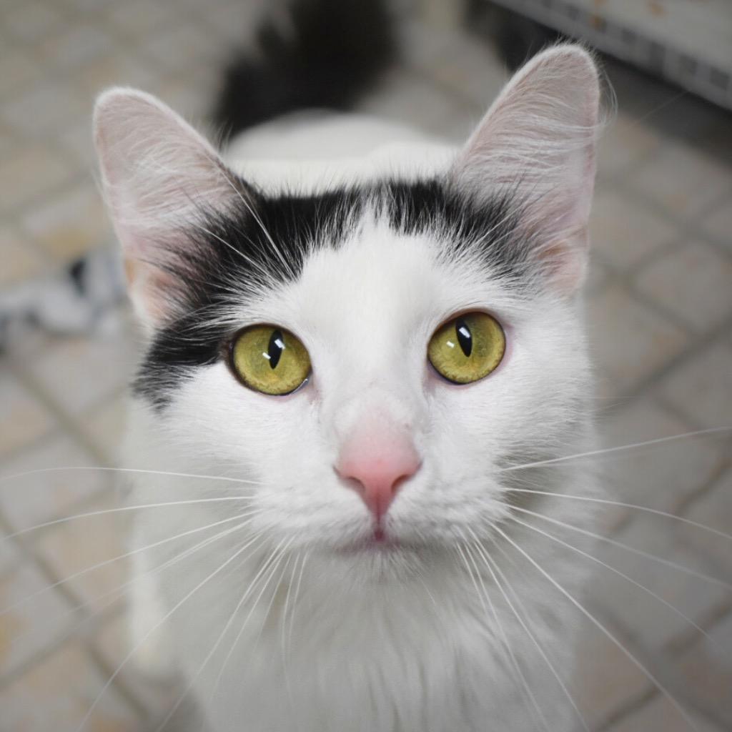 Marlie, Adoptable, Young Female Domestic Medium Hair.