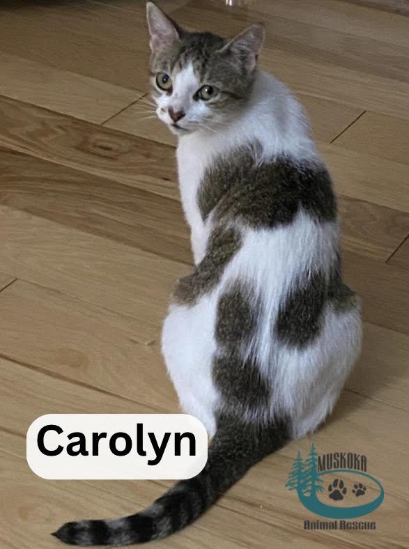 Carolyn - Petite Lady!, Adult Female Domestic Short Hair
