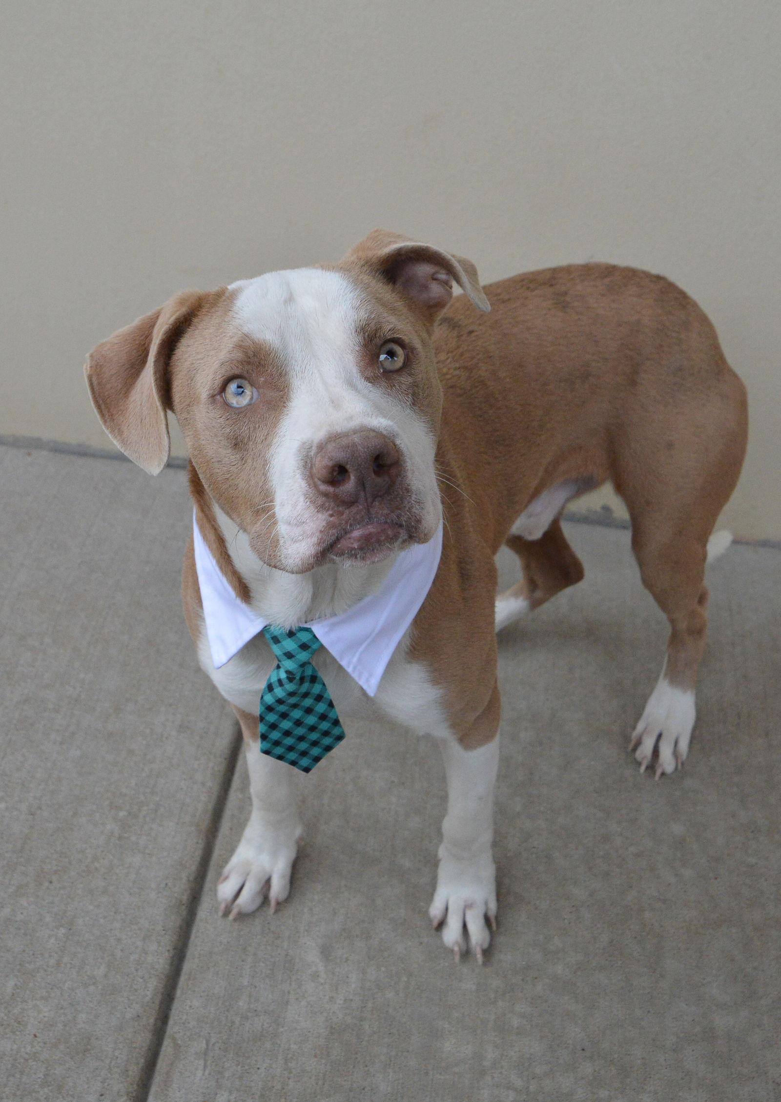 Enlarge Smoothie, a Adopted Pit Bull Terrier in McKinney, TX image 1/3