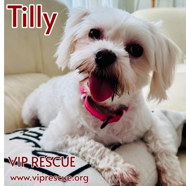 Enlarge Tilly /Redington Beach, a ADOPTABLE mixed breed in Redington Beach, FL image 3/6